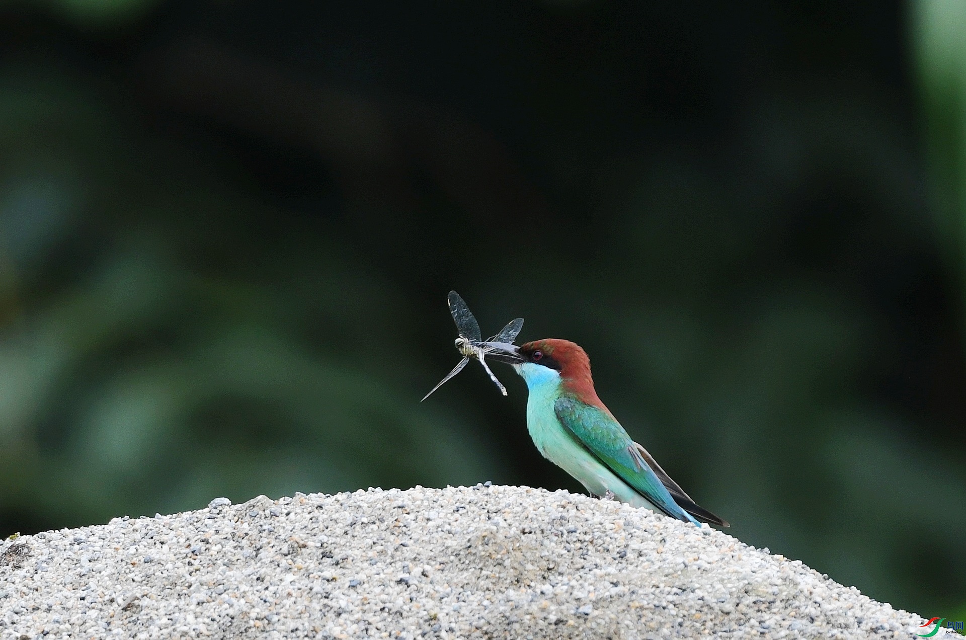 DSC_2530.jpg