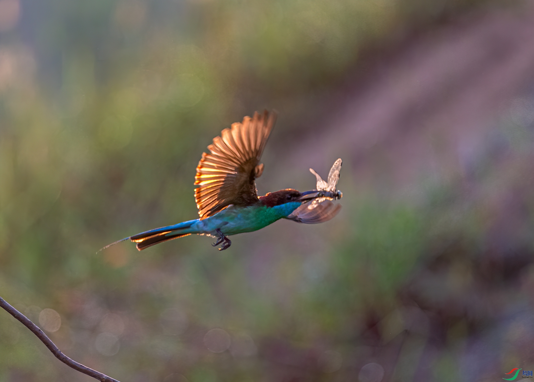 DSC_6330-11.jpg