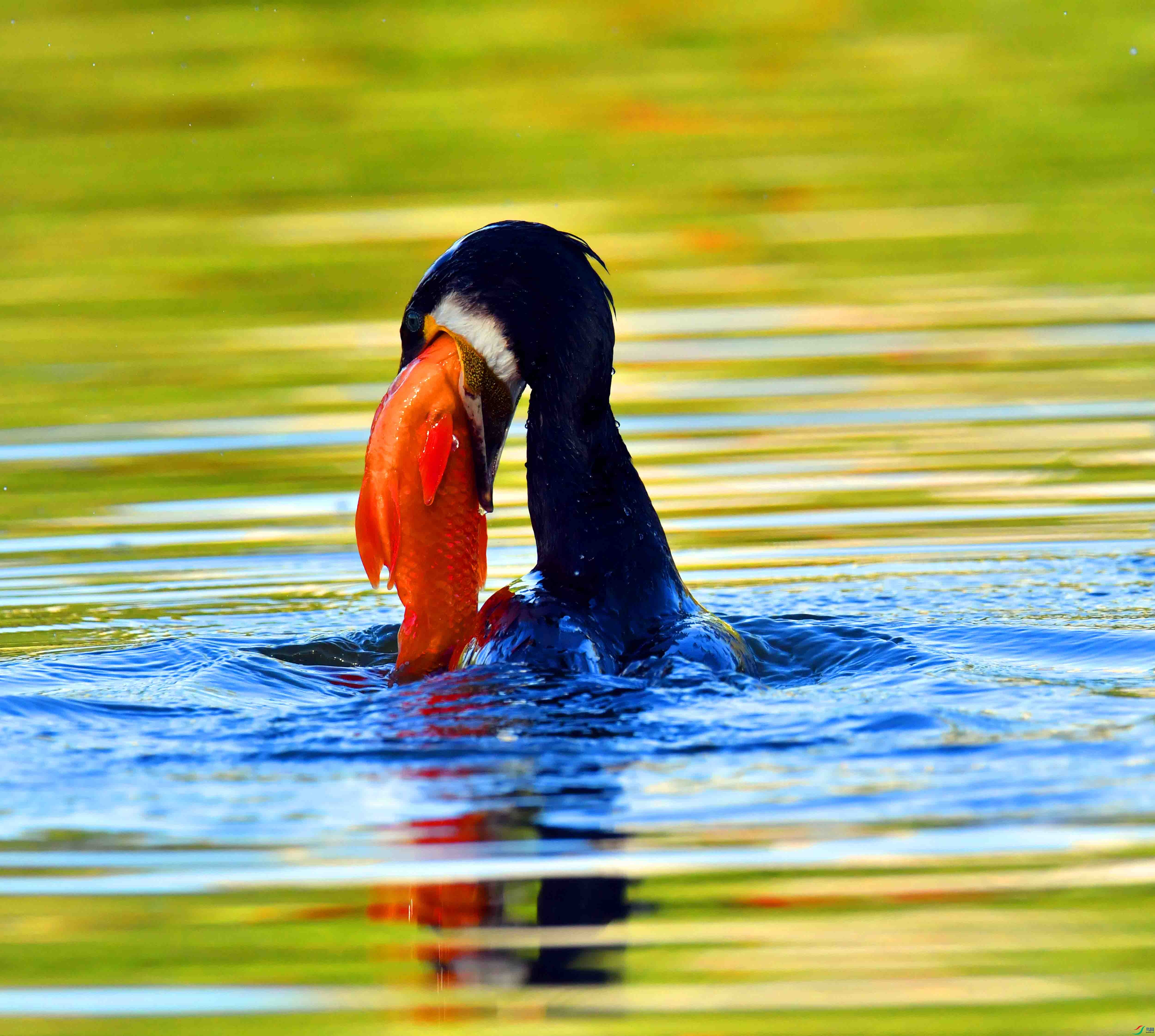 DSC_2935.JPG