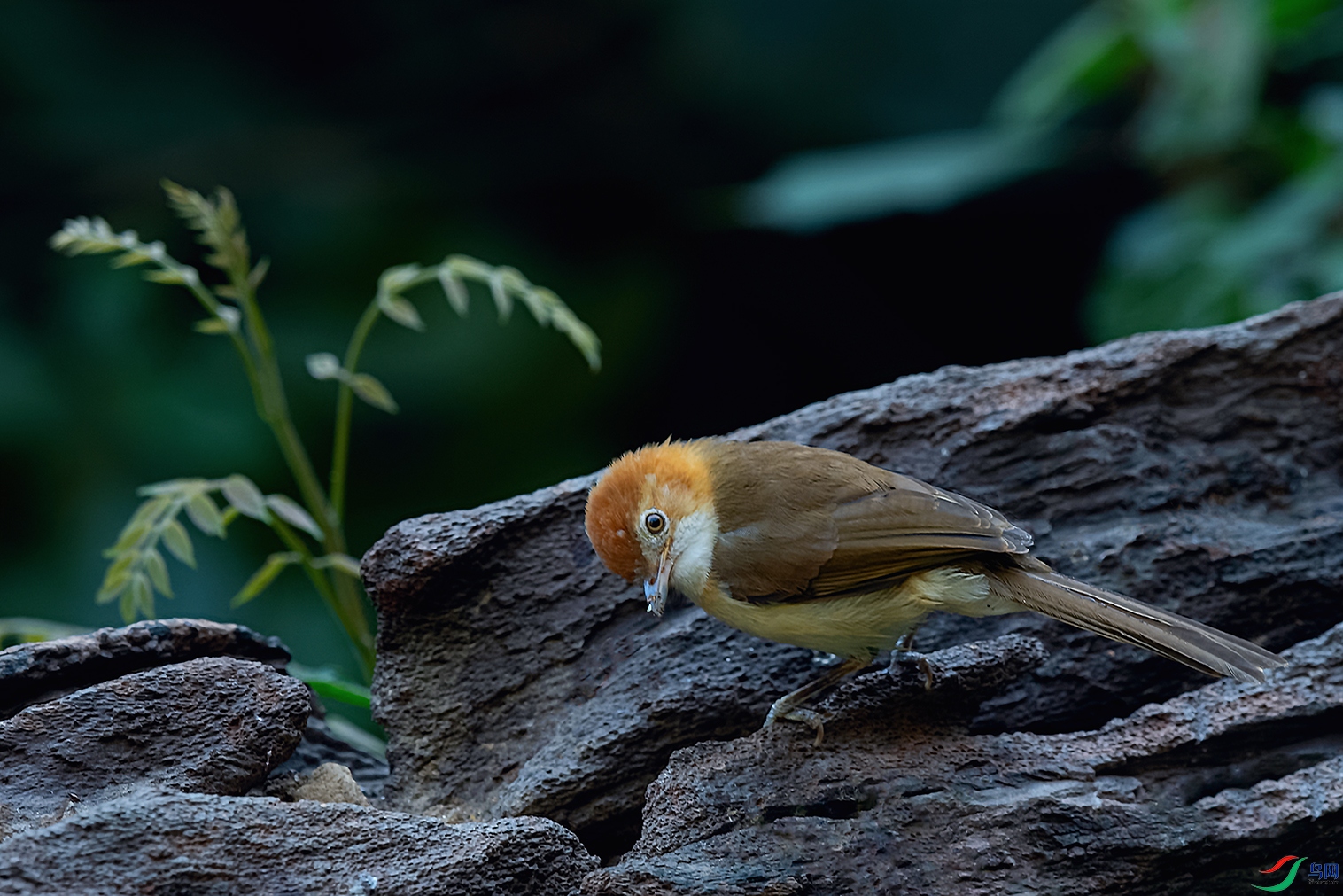 DSC_6220_DxOa.jpg