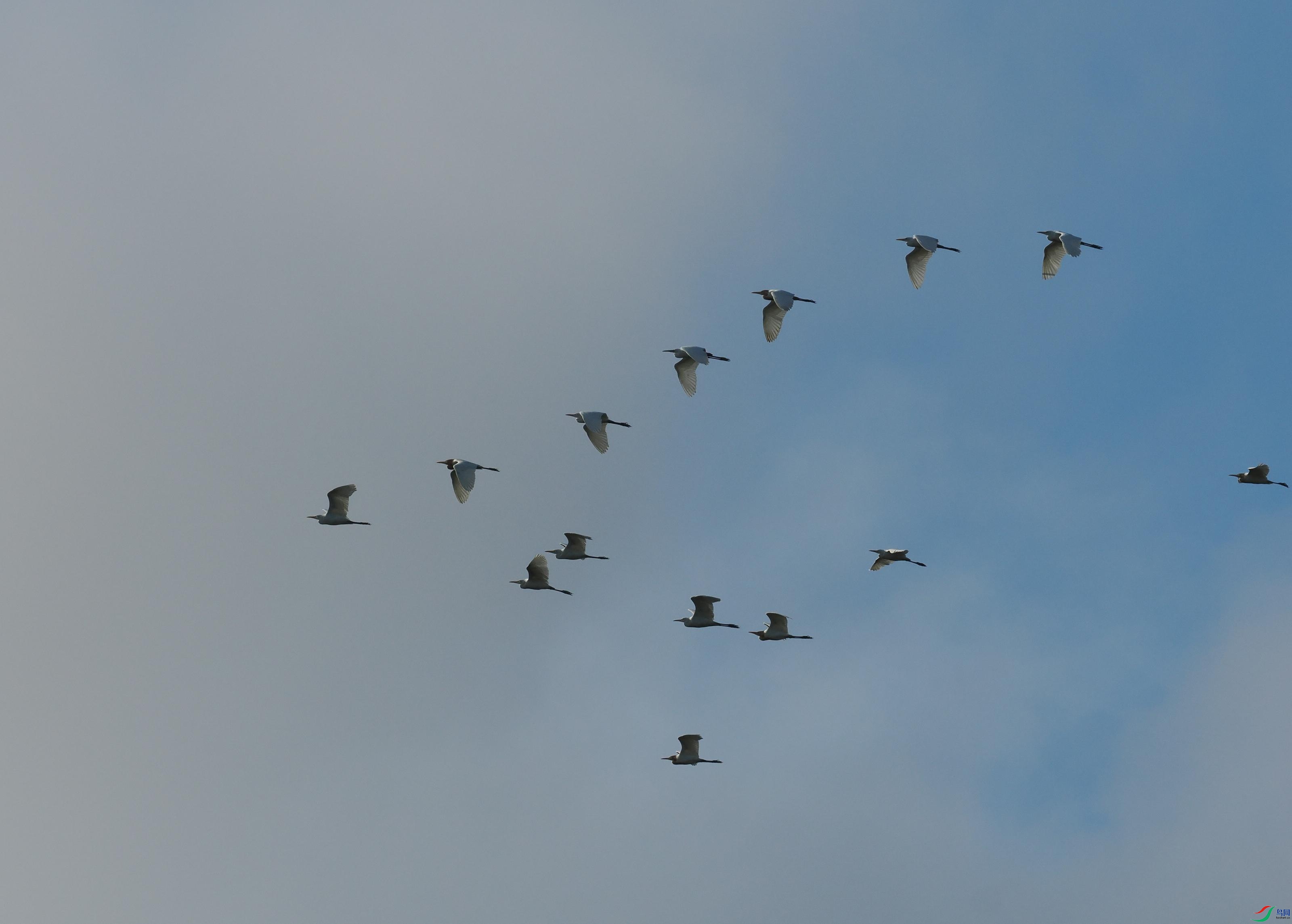 P6260245(1).jpg