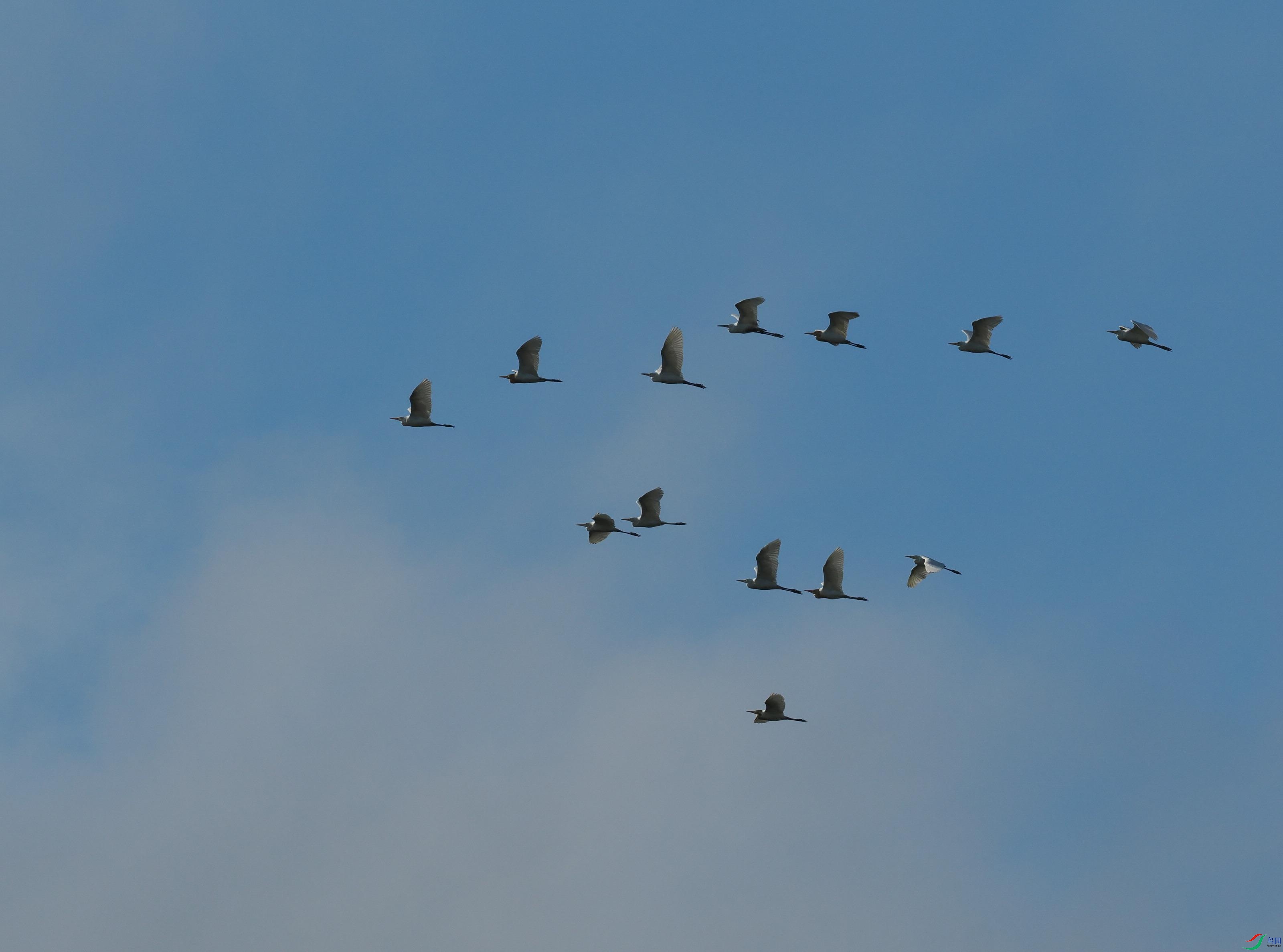 P6260243(1).jpg