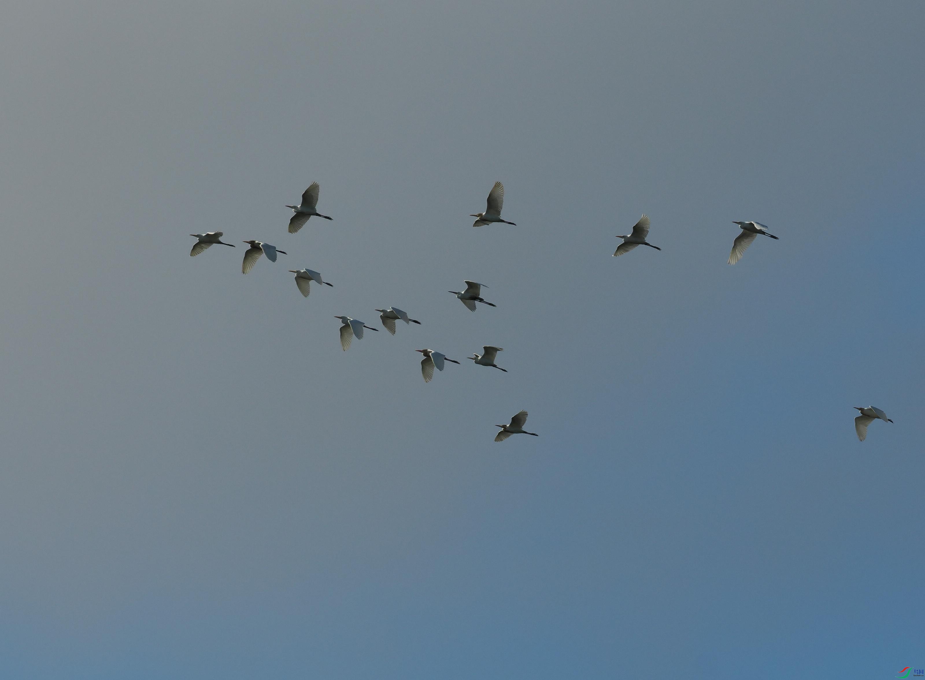 P6260239(1).jpg