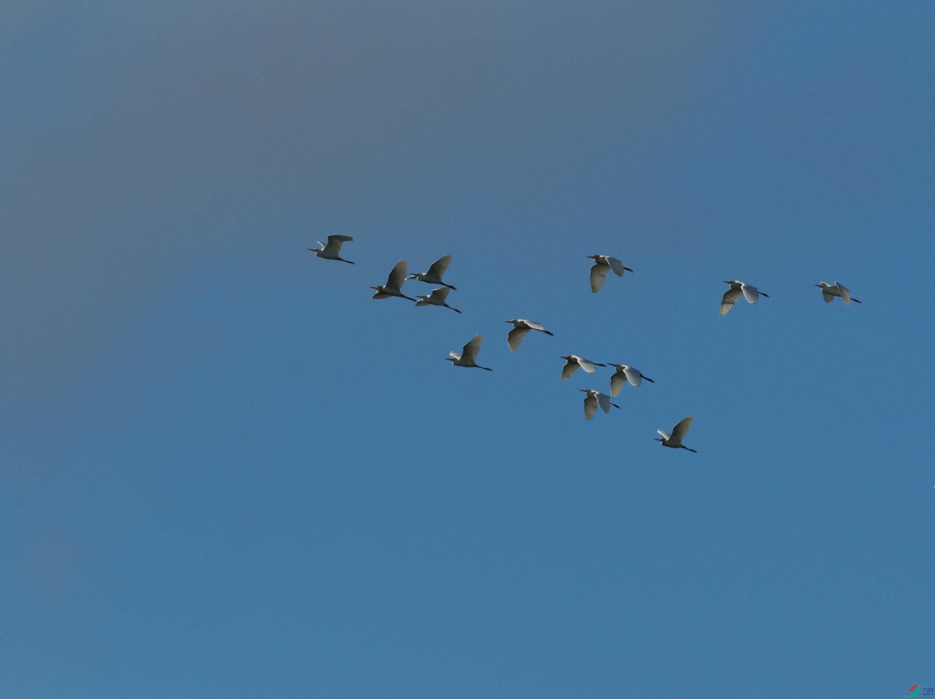P6260234(1).jpg