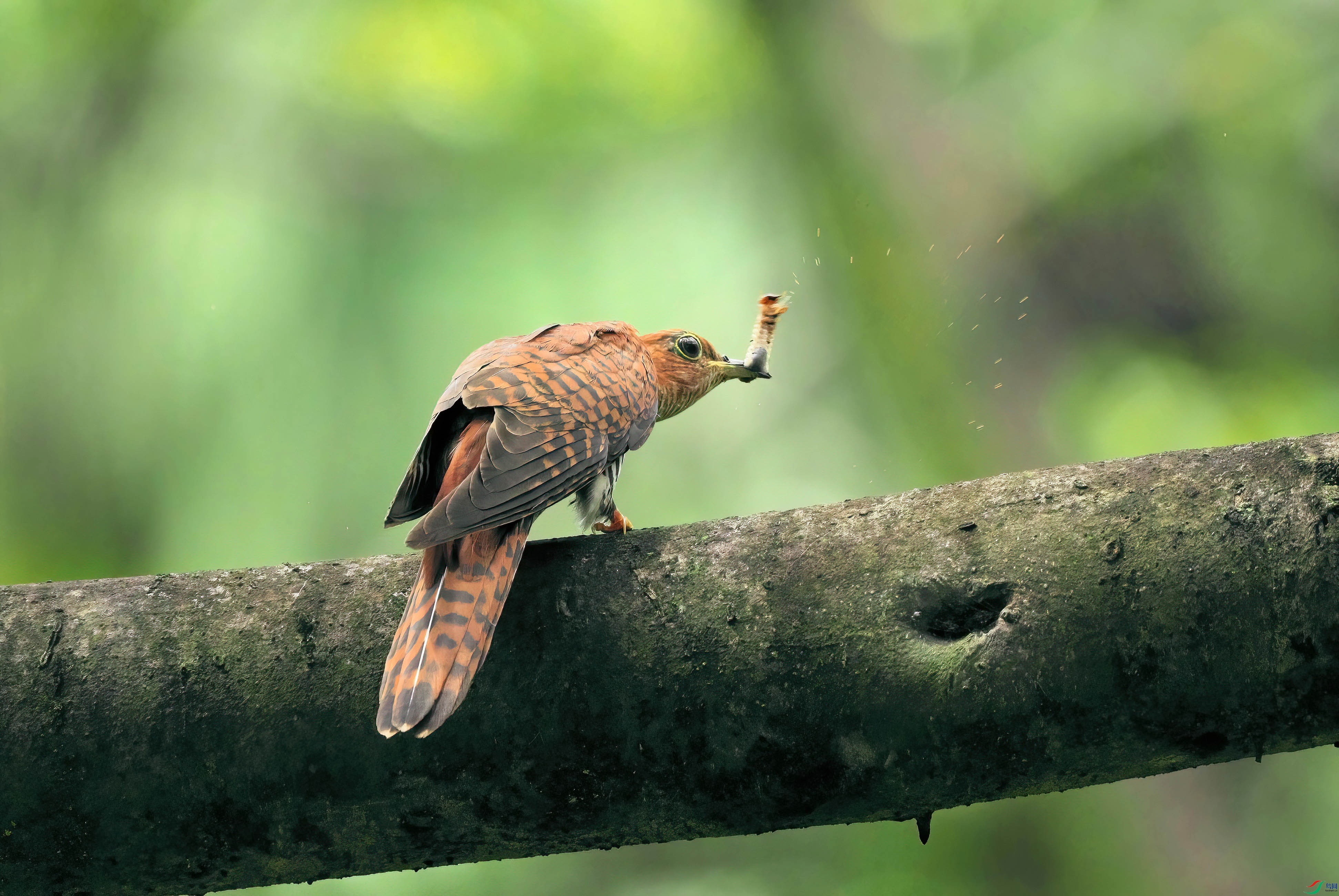 DSCF8171-Dsp.jpg