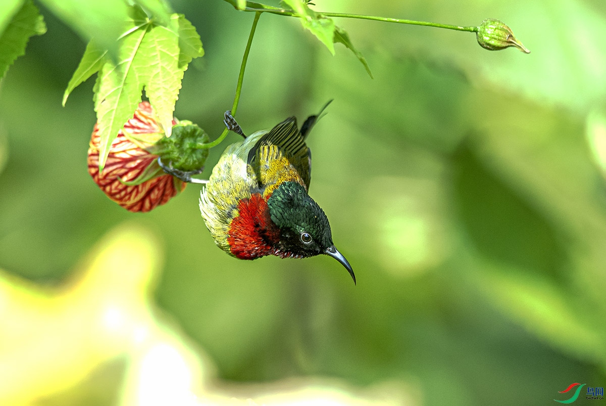 DSC_2068-����ǿ.jpg