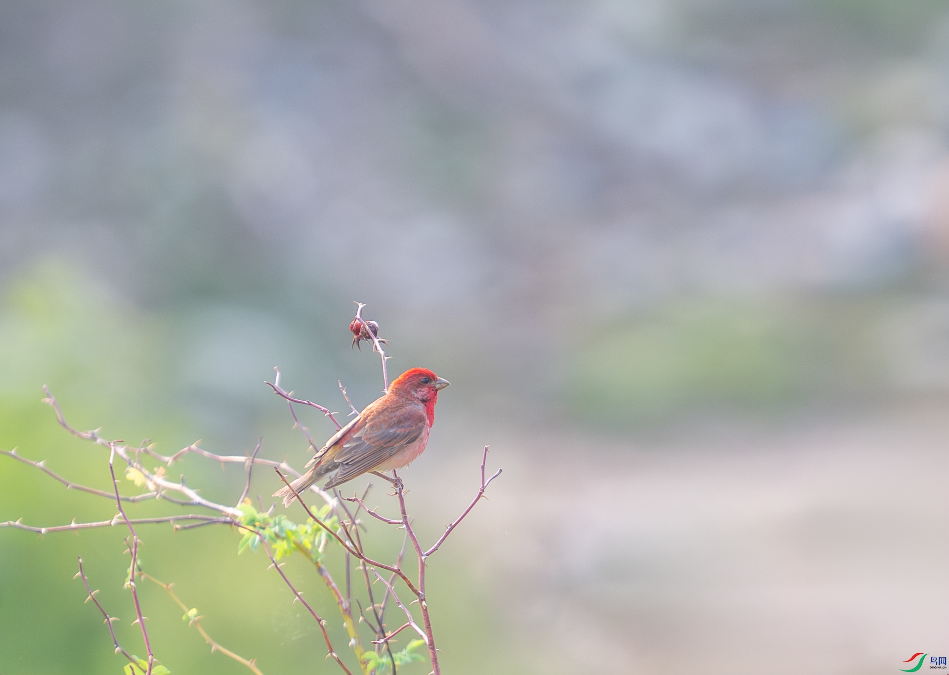 DSC_7963.jpg