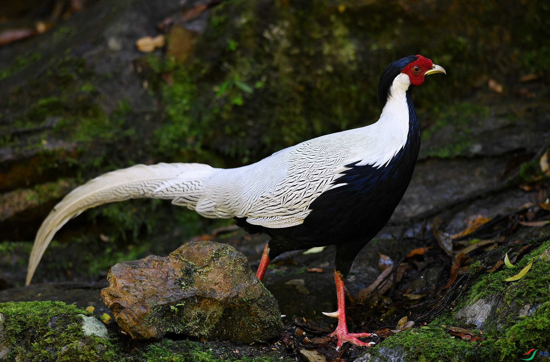 DSC_4313.jpg