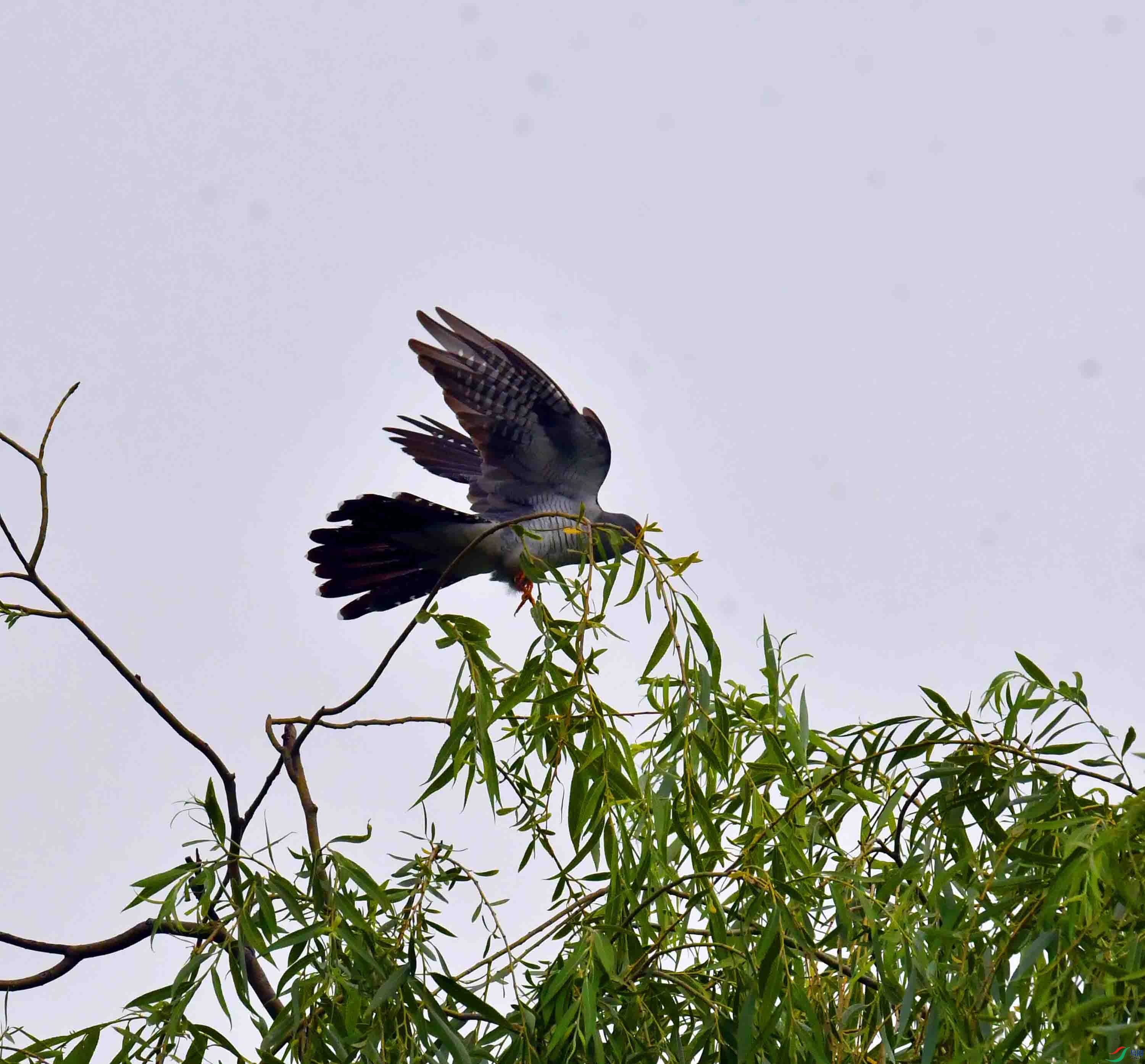 DSC_4197.JPG