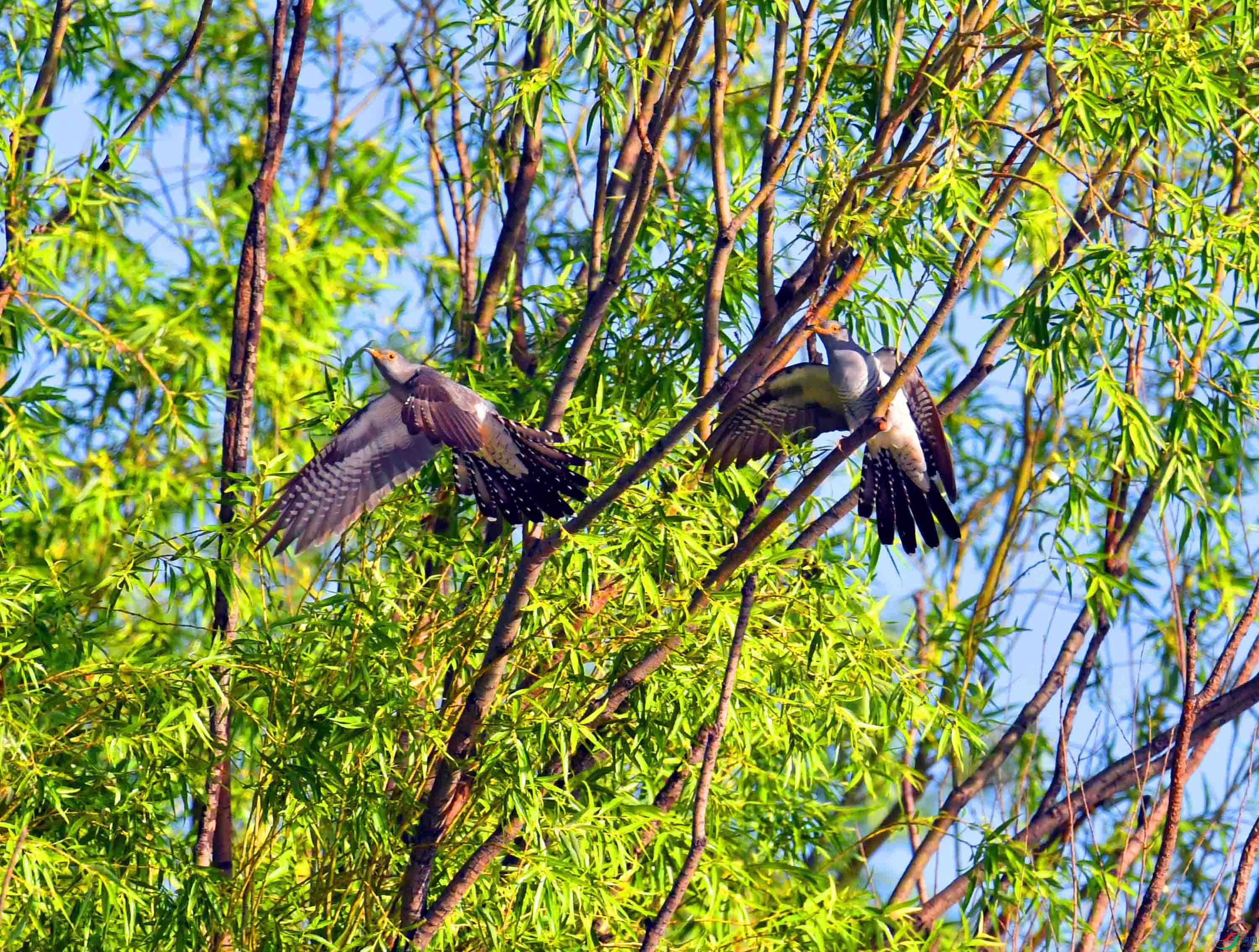 DSC_6171.JPG