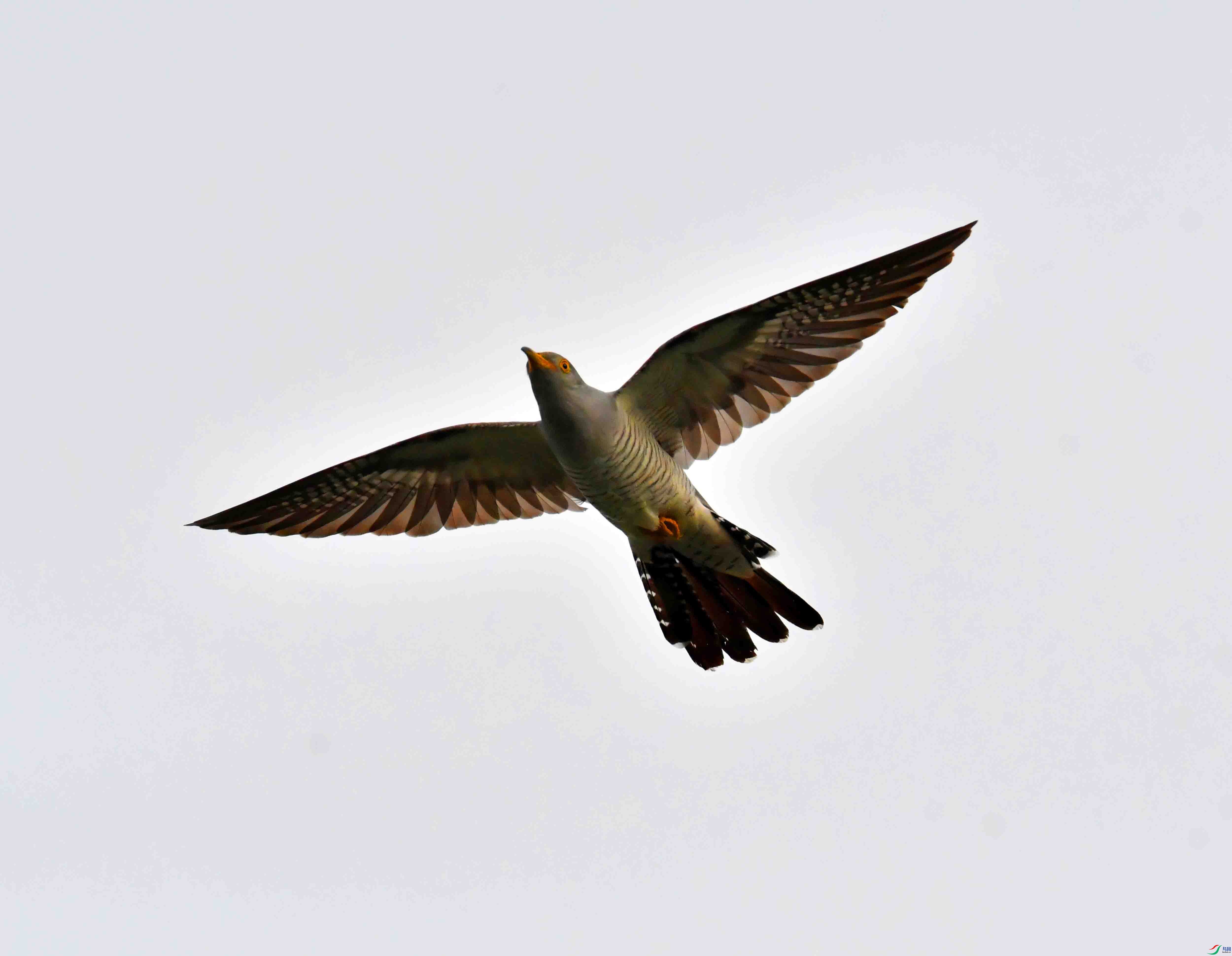DSC_6296.JPG