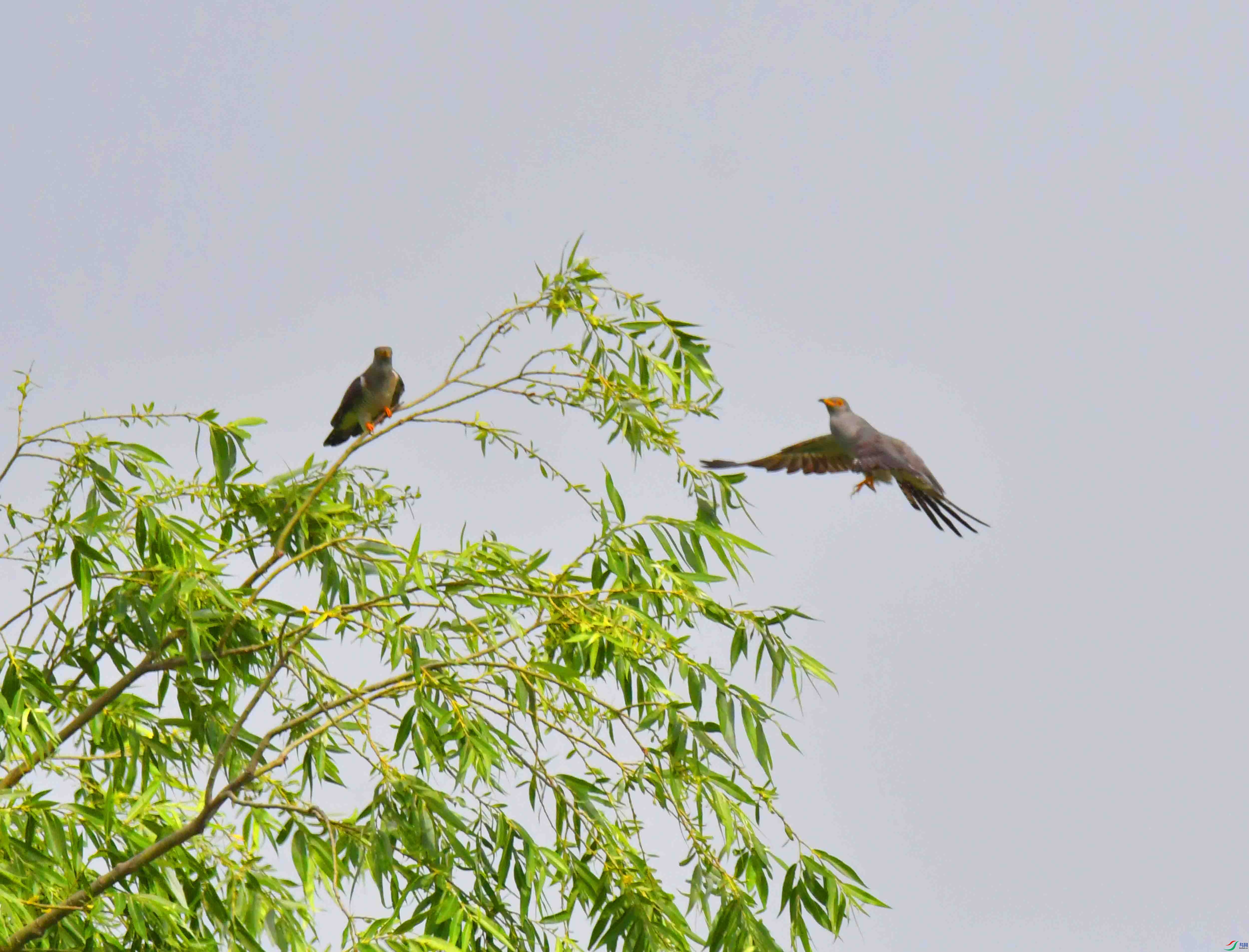 DSC_6346.JPG