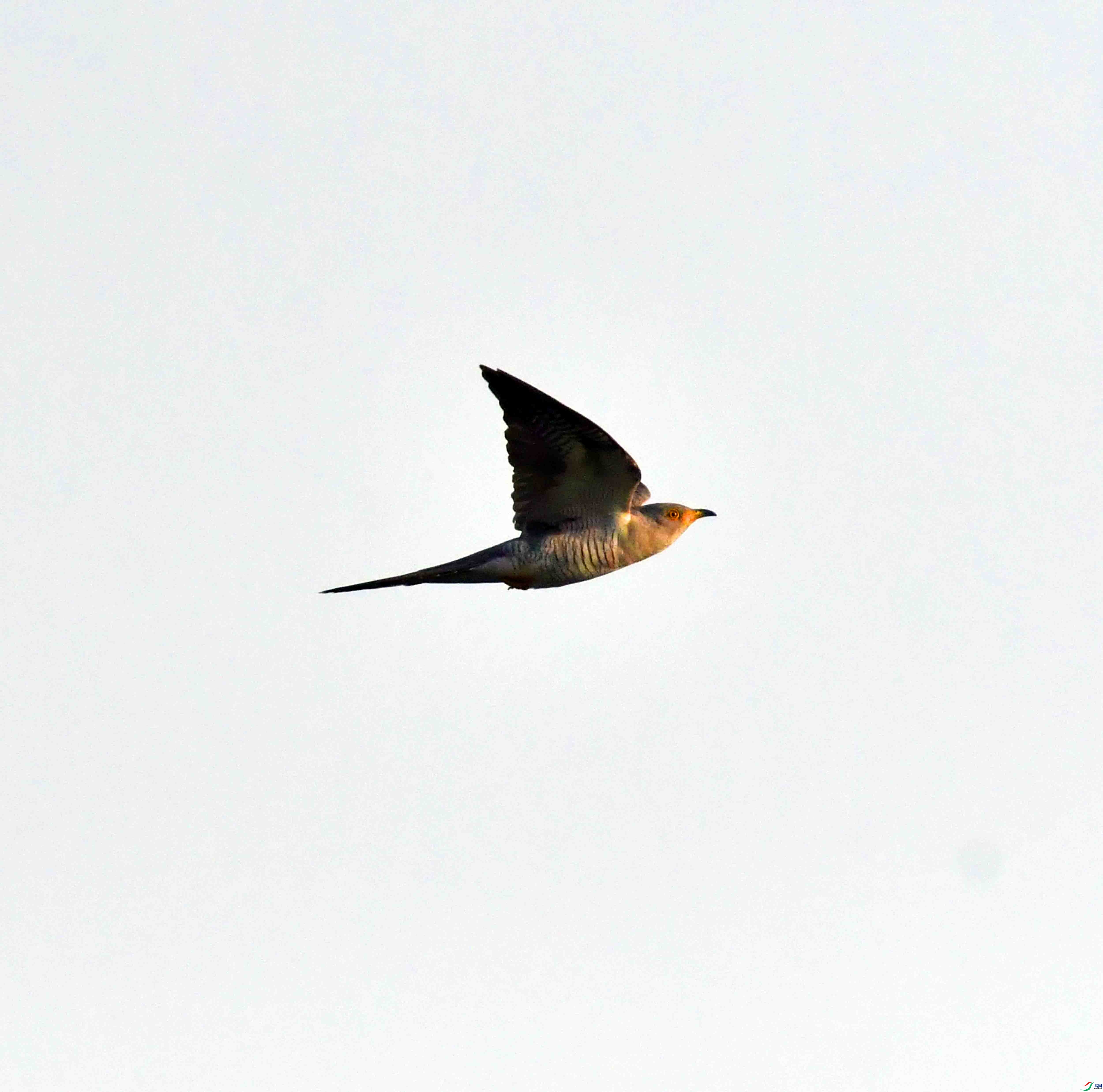DSC_6606.JPG
