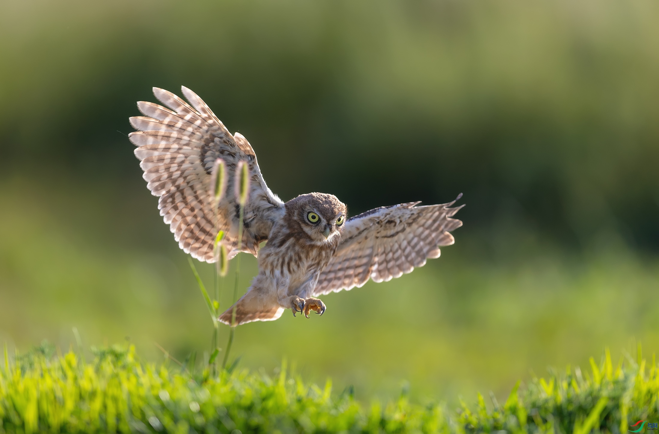 ���Ƹ�С�^