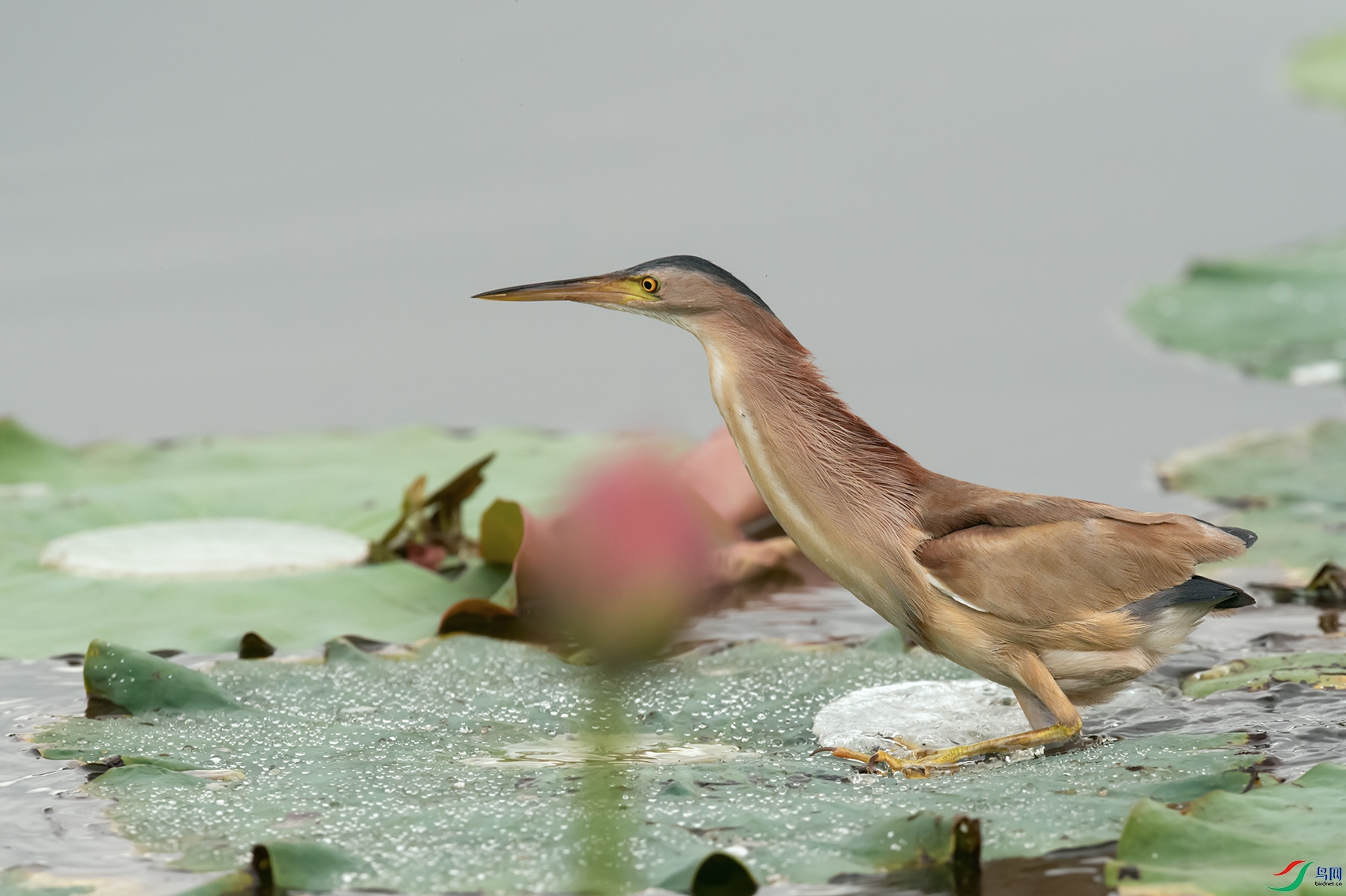 DSC_7683_DxOa.jpg