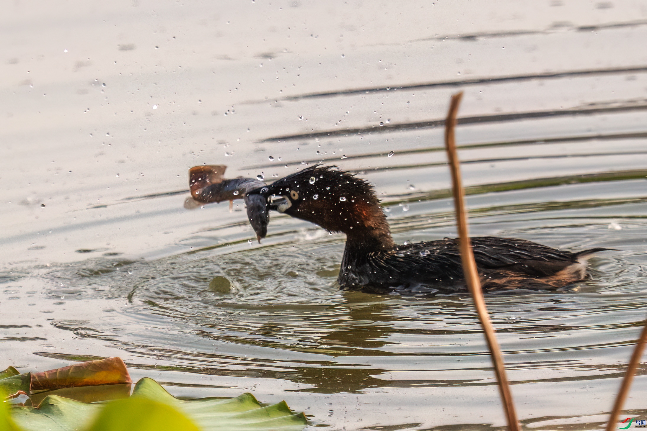 DSC_5664.jpg