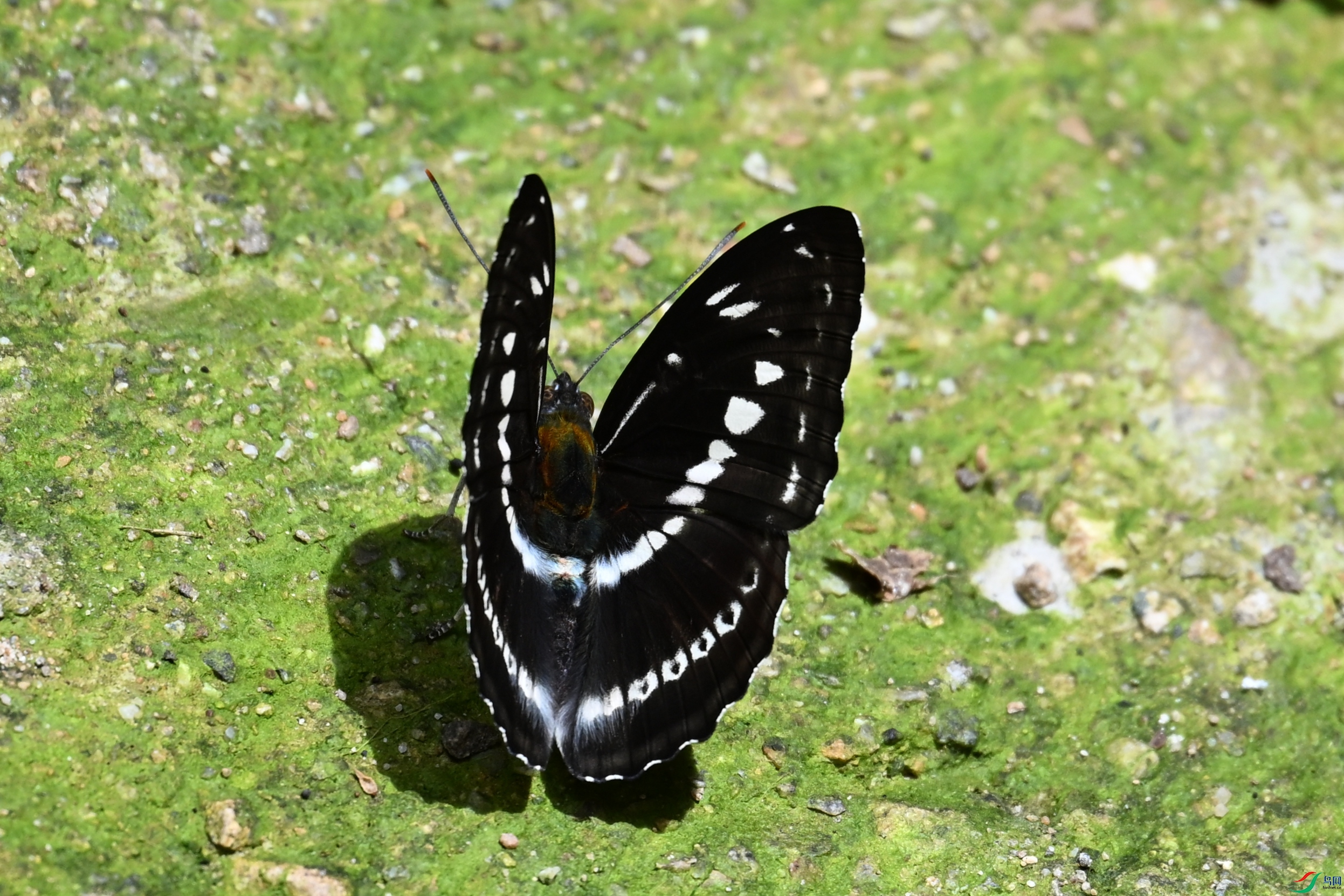 DSC_2325.JPG
