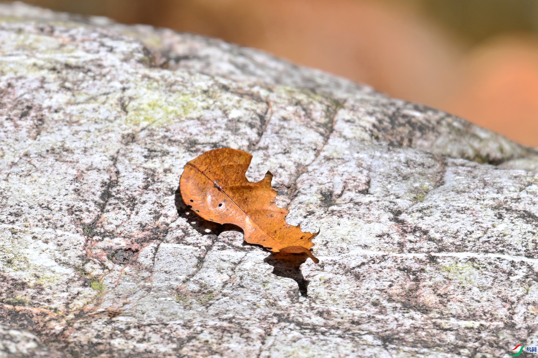DSC_2319.JPG
