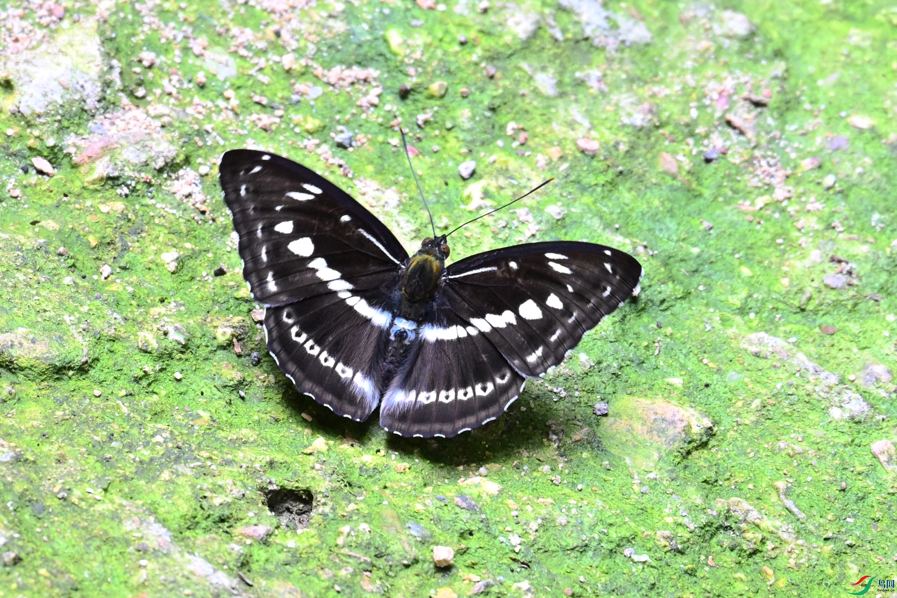 DSC_2327.JPG