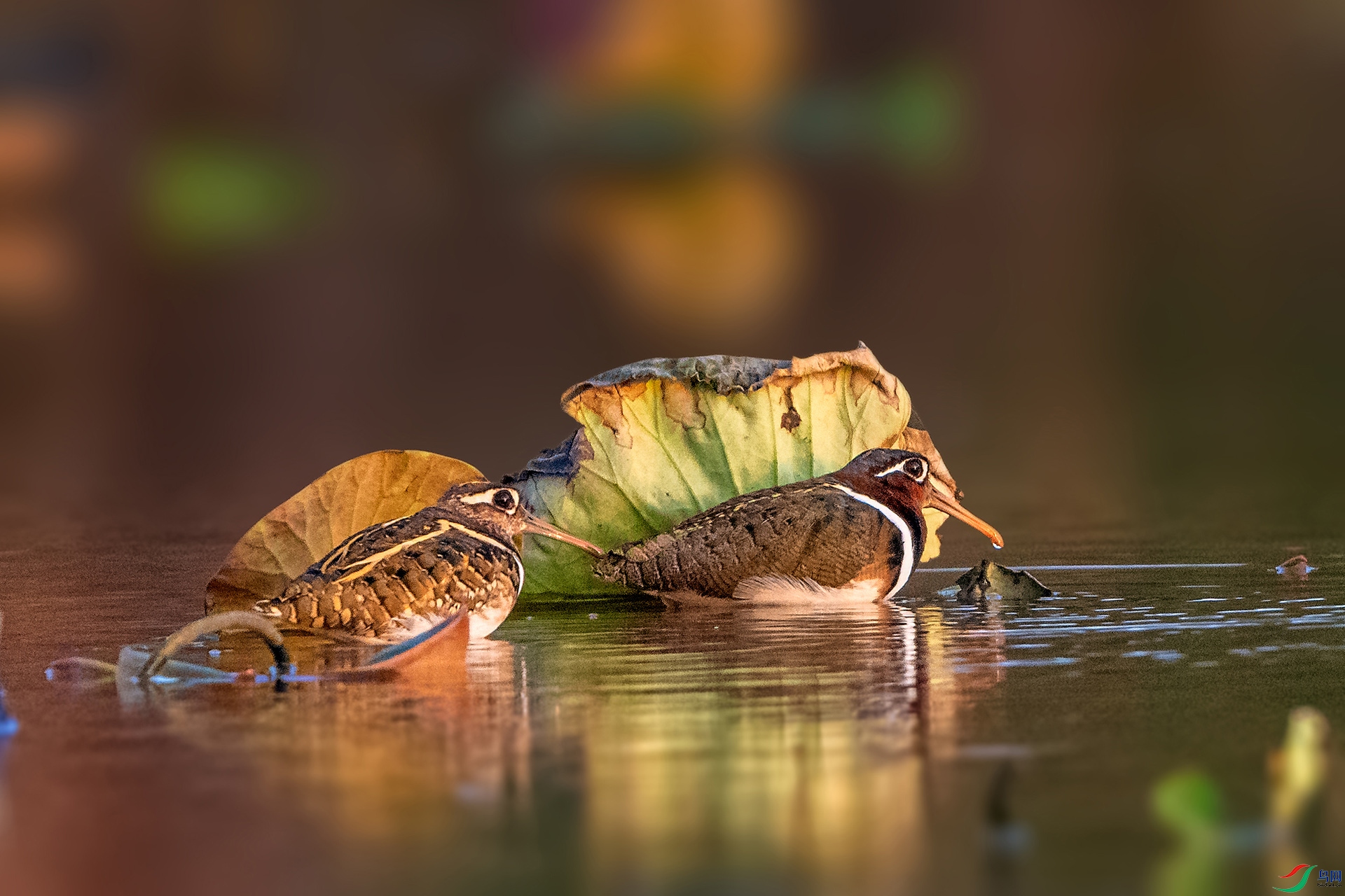 _AUU2855���ӵ�Ϧ��(24.5.4).jpg