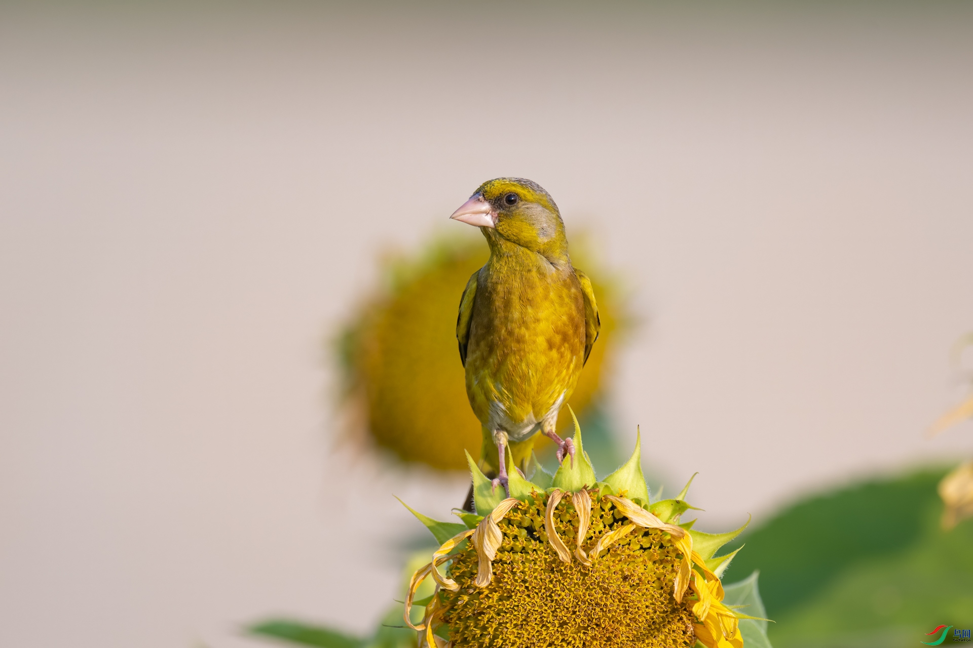 DSC_3333sen2023-7-10-99-�༭.jpg