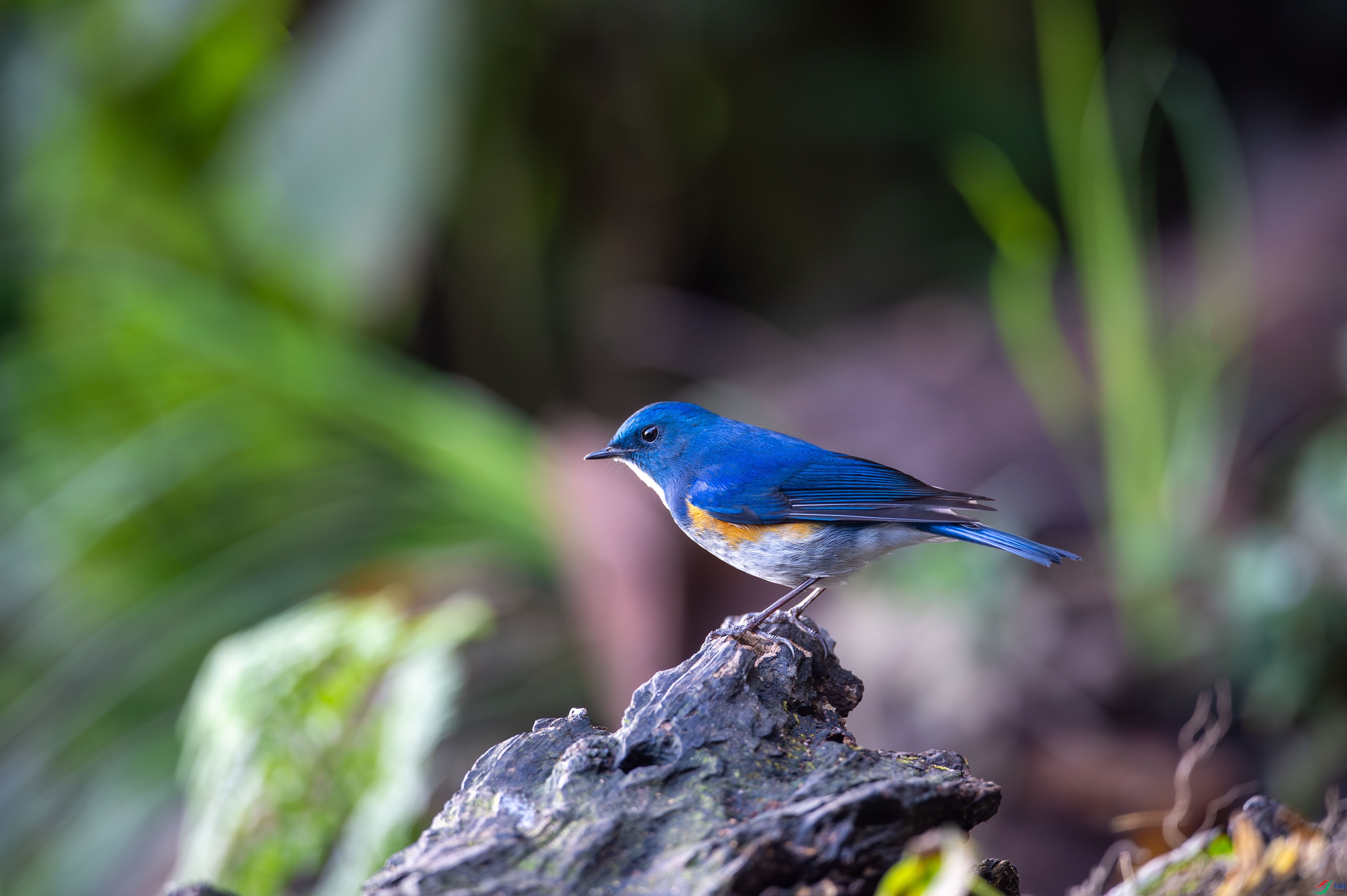_DSC0877.jpg
