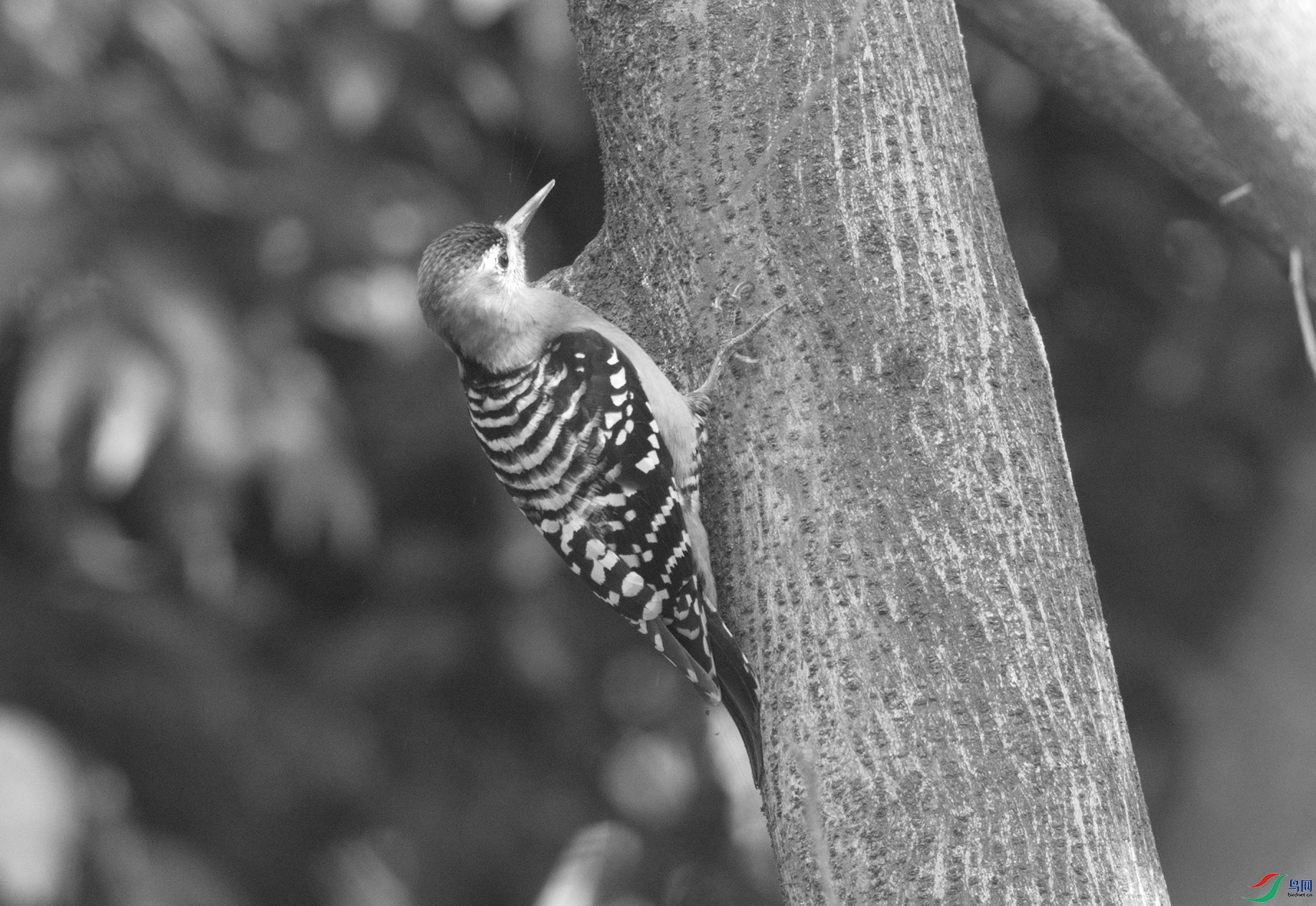 _DSC7764zz.jpg