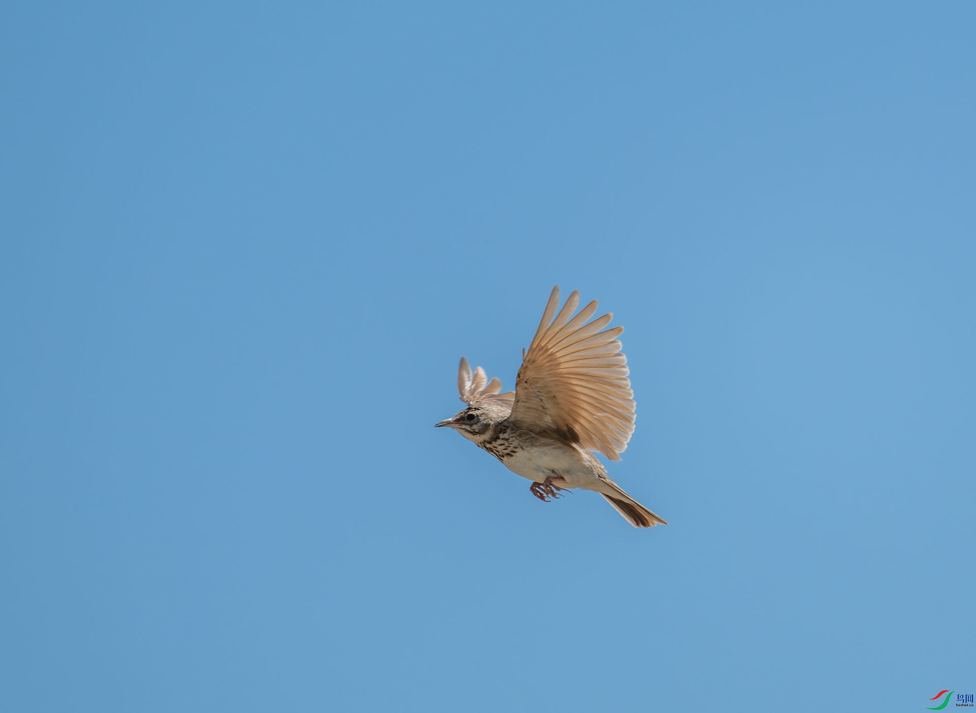 DSC_0605-1.jpg