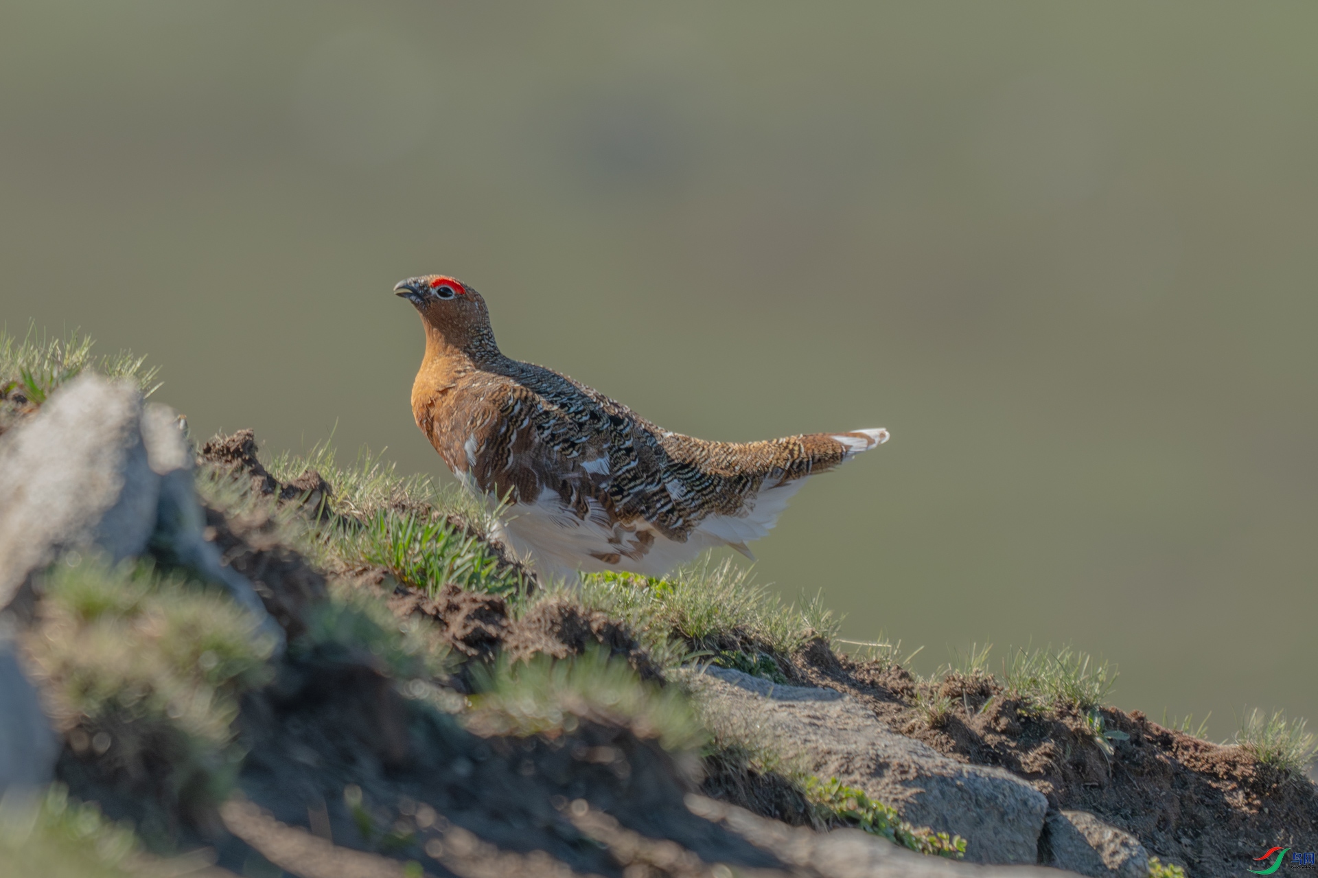 DSC_4963-����ǿ-NR.jpg