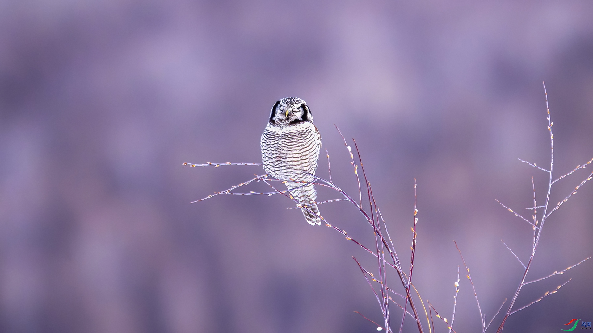 _DSC1470-NEF_DxO_DeepPRIME.jpg