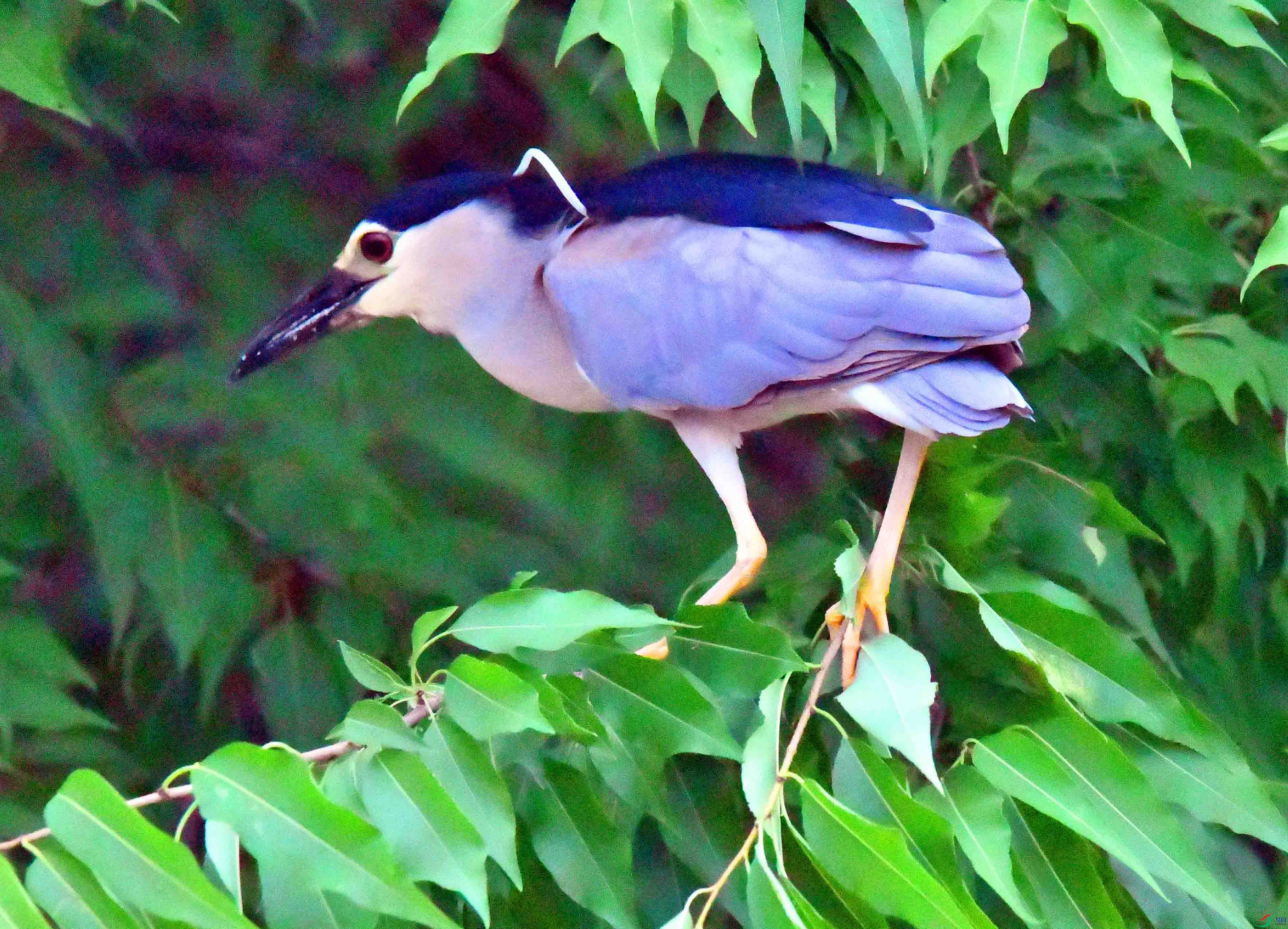 DSC_0677.JPG