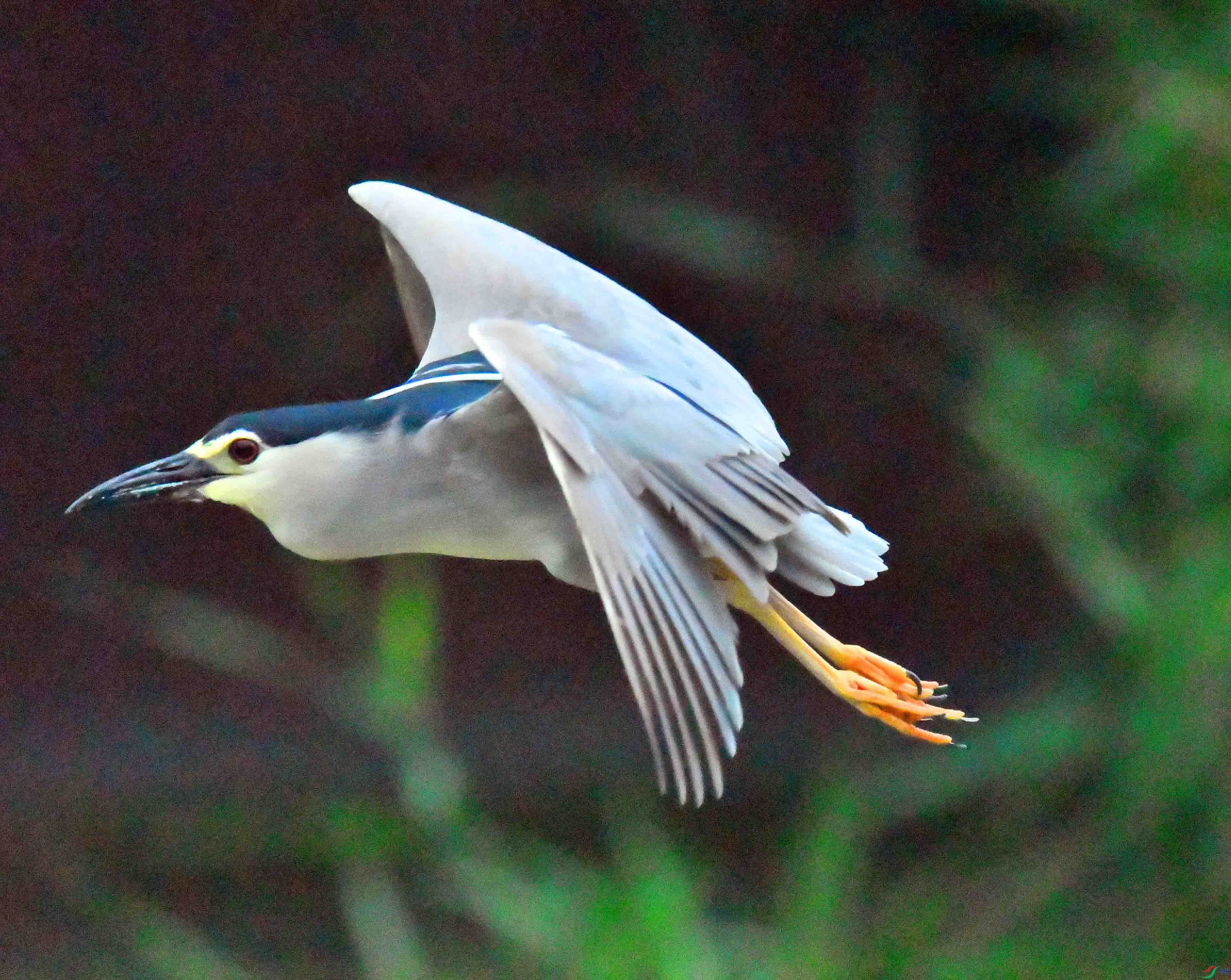DSC_0672.JPG