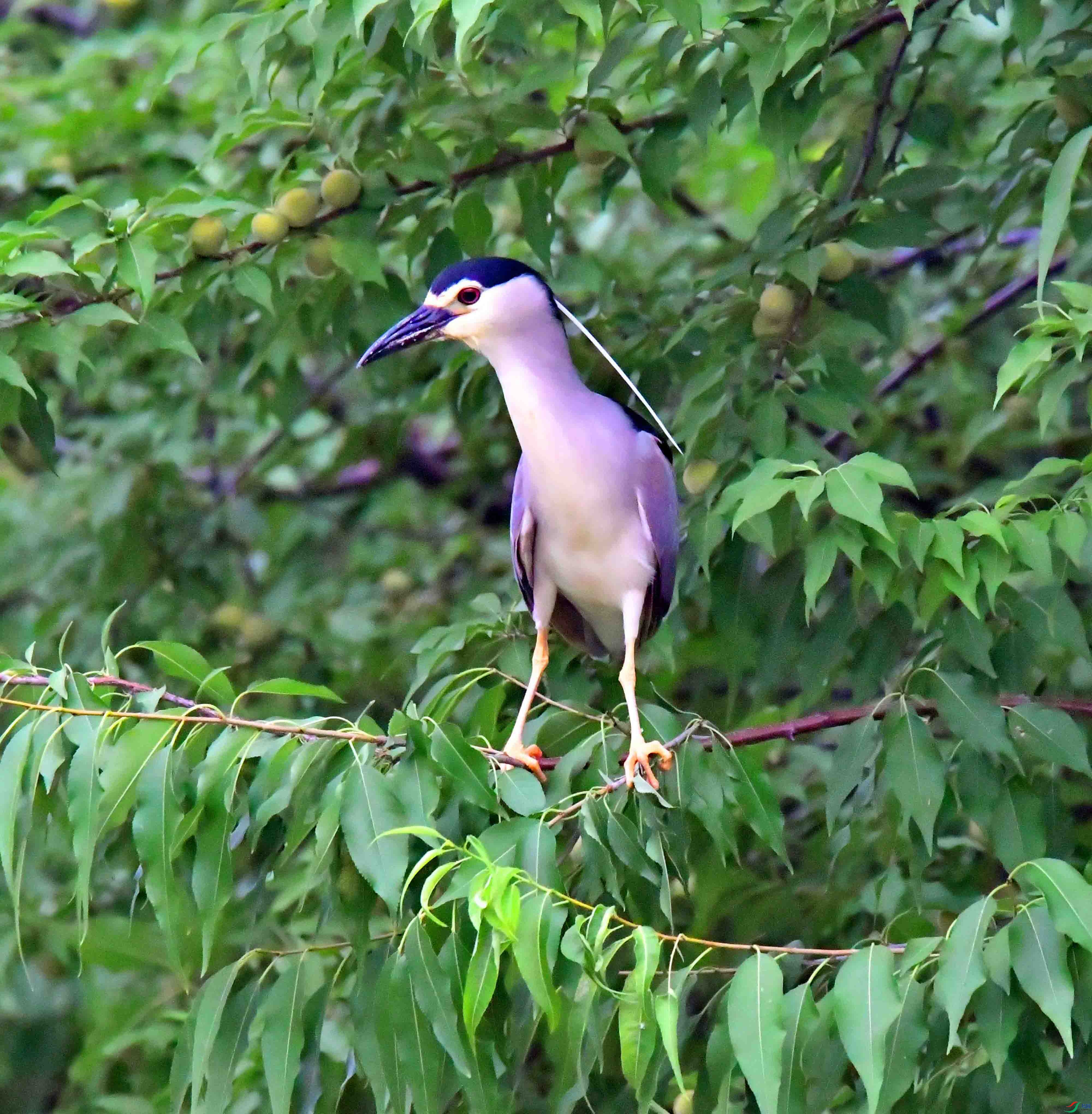 DSC_0684.JPG