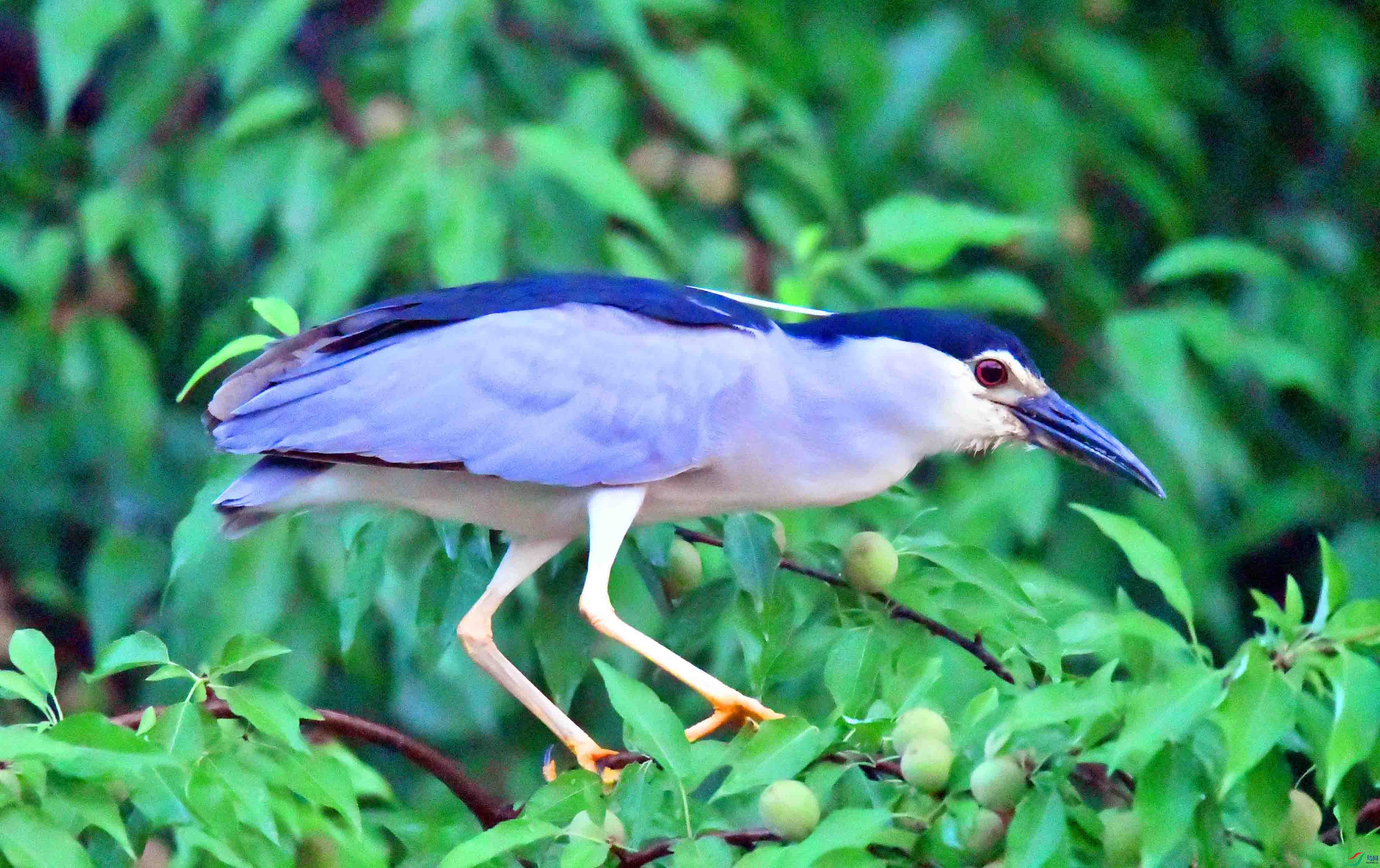 DSC_0969.JPG