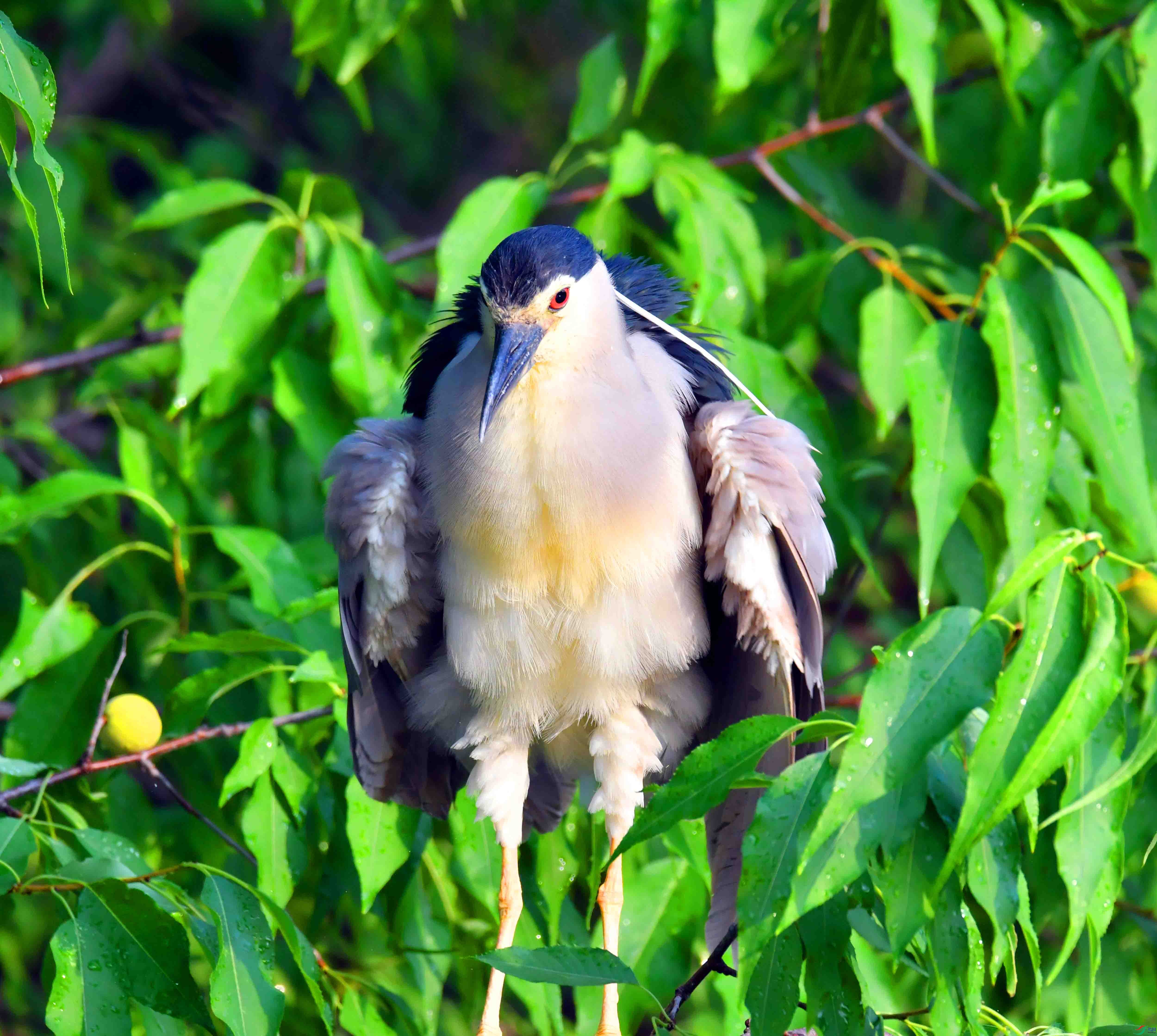 DSC_1021.JPG