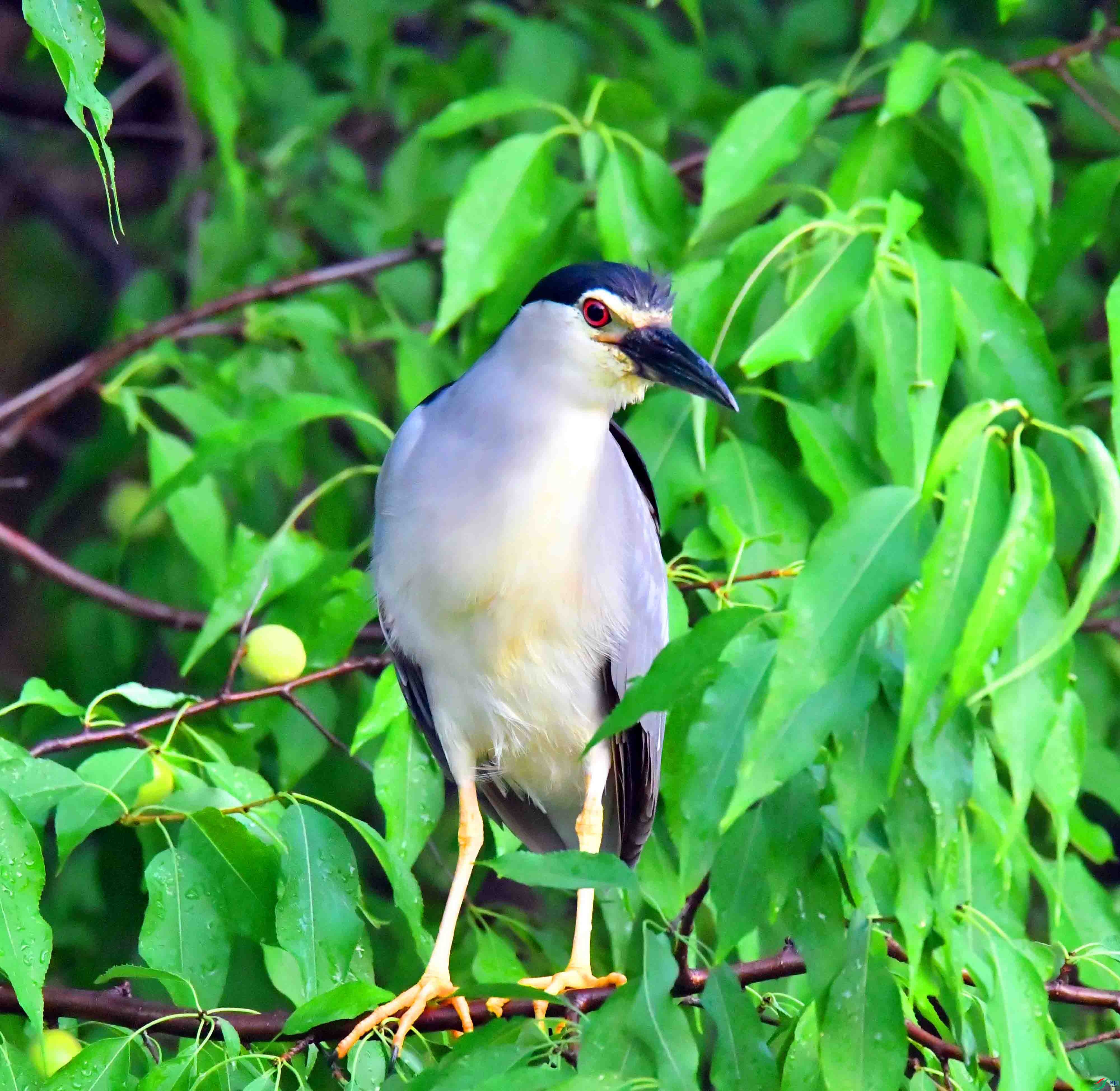 DSC_1012.JPG