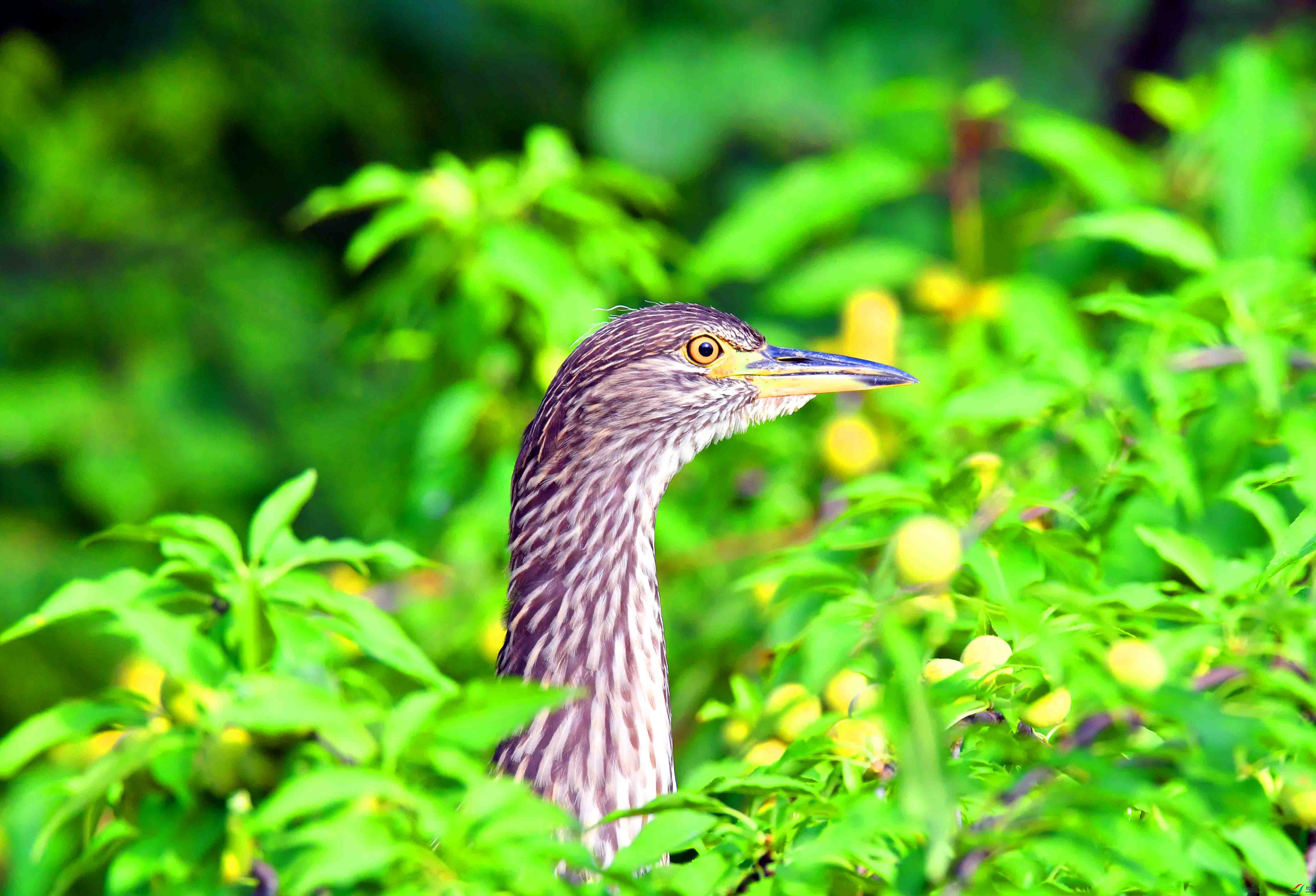 DSC_1051.JPG
