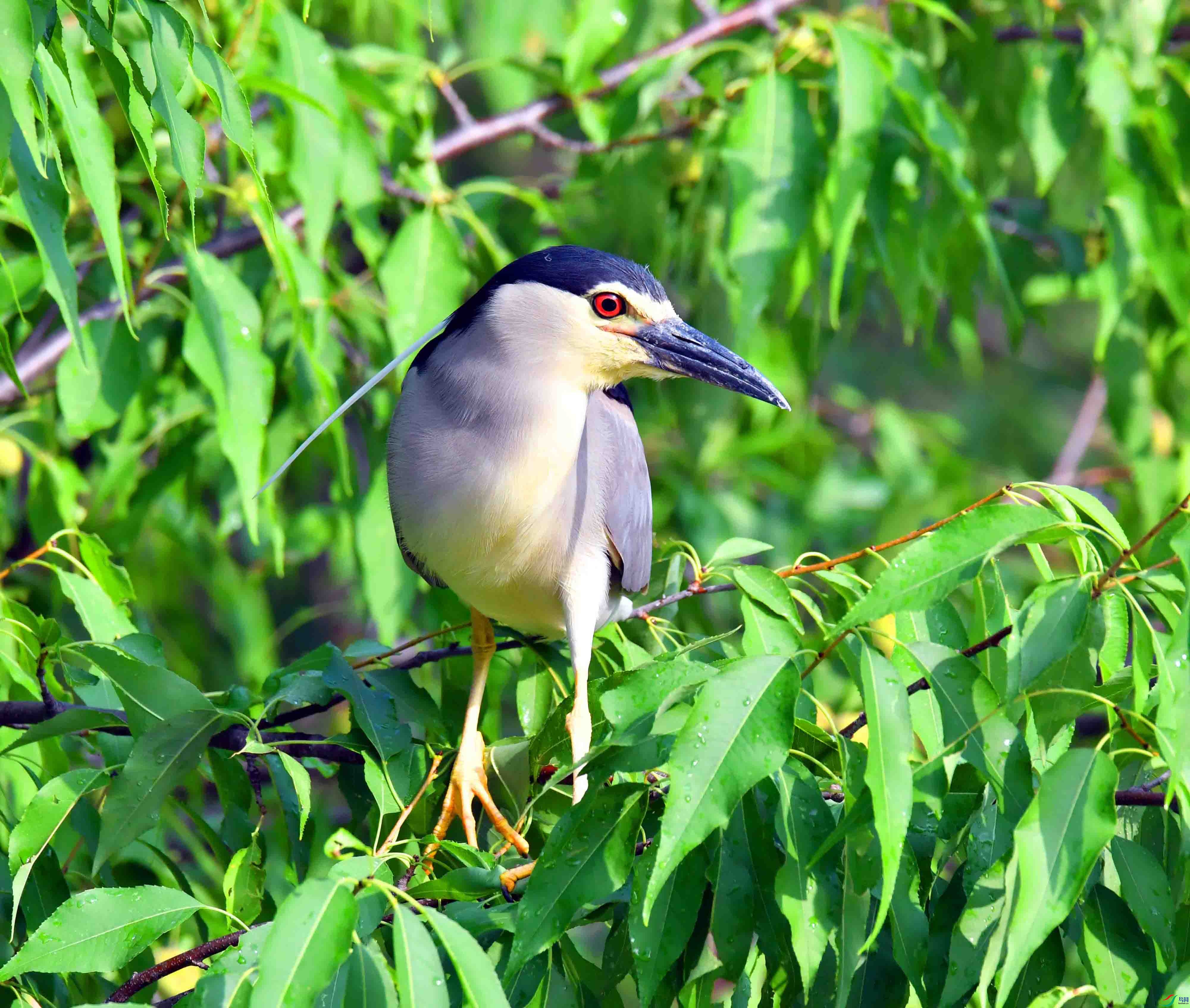 DSC_1067.JPG