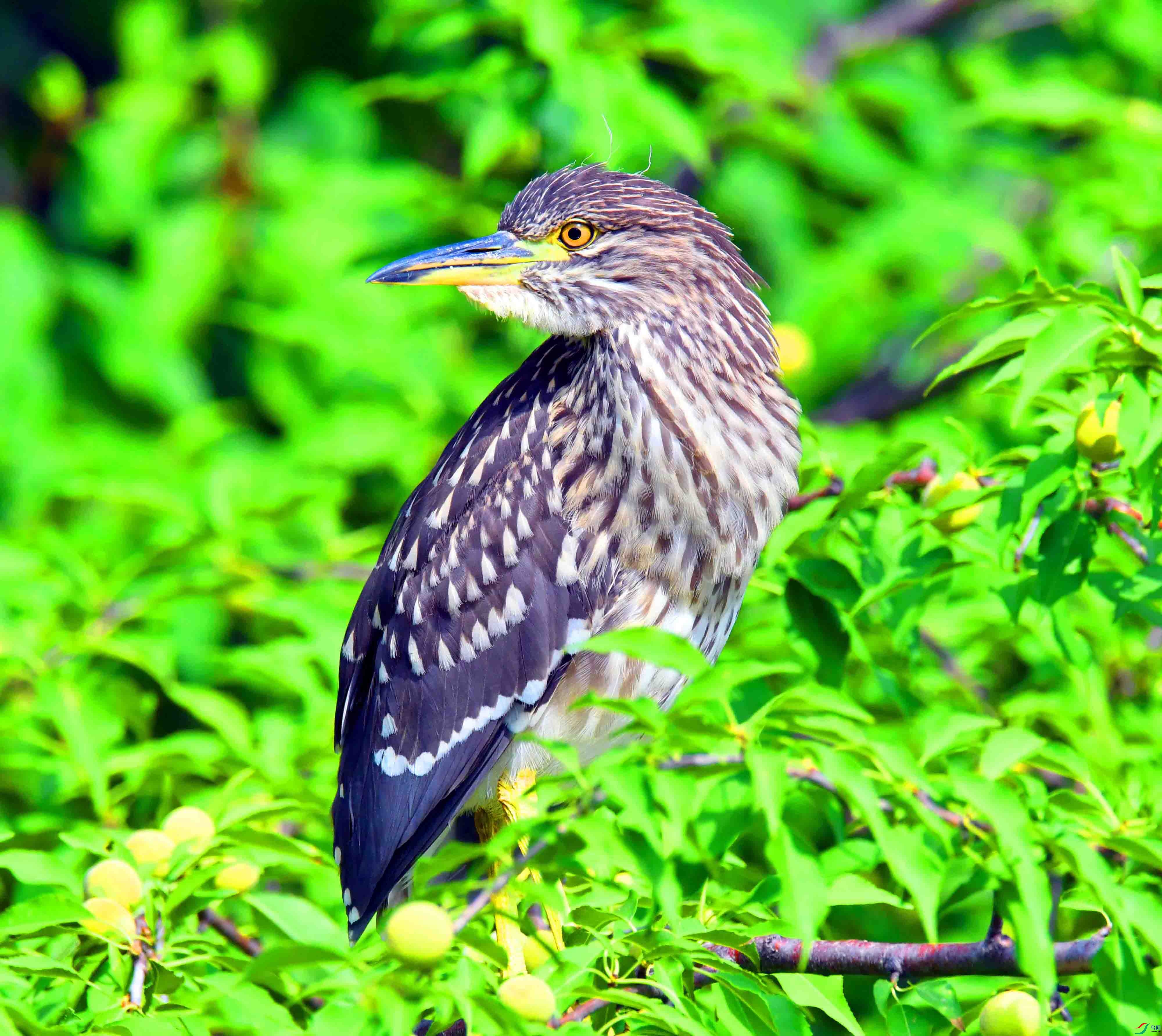 DSC_1152.JPG