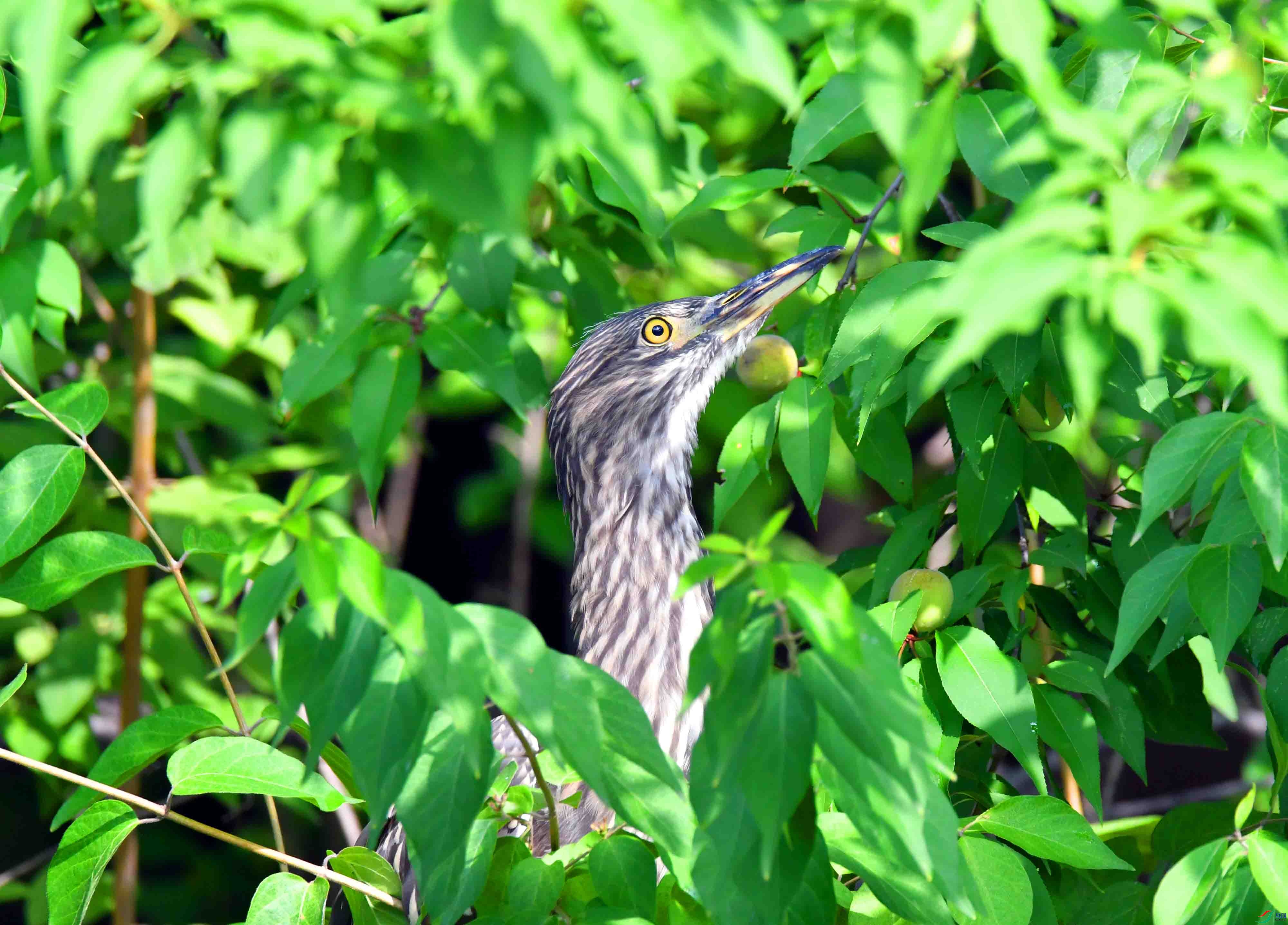 DSC_1111.JPG
