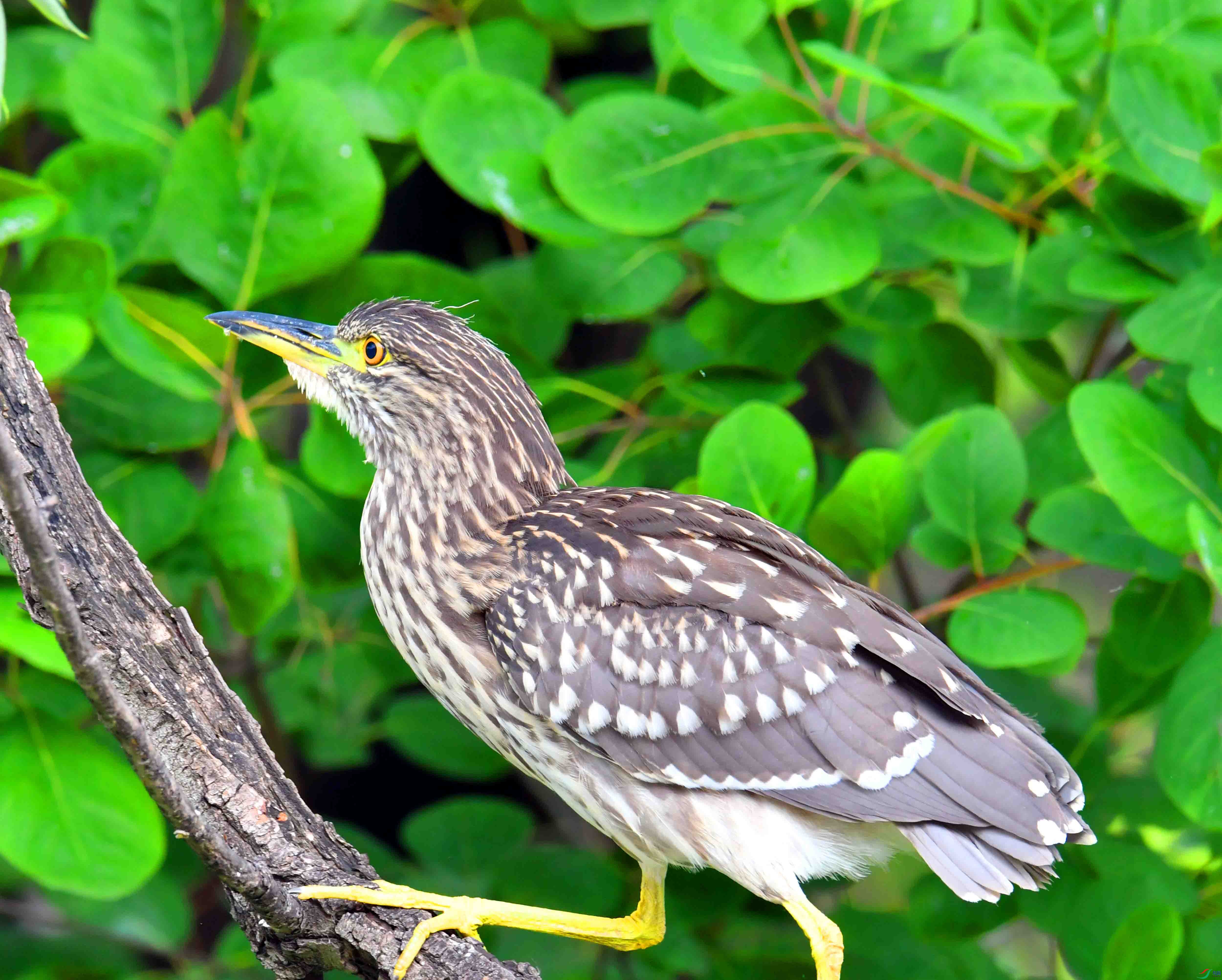 DSC_1179.JPG