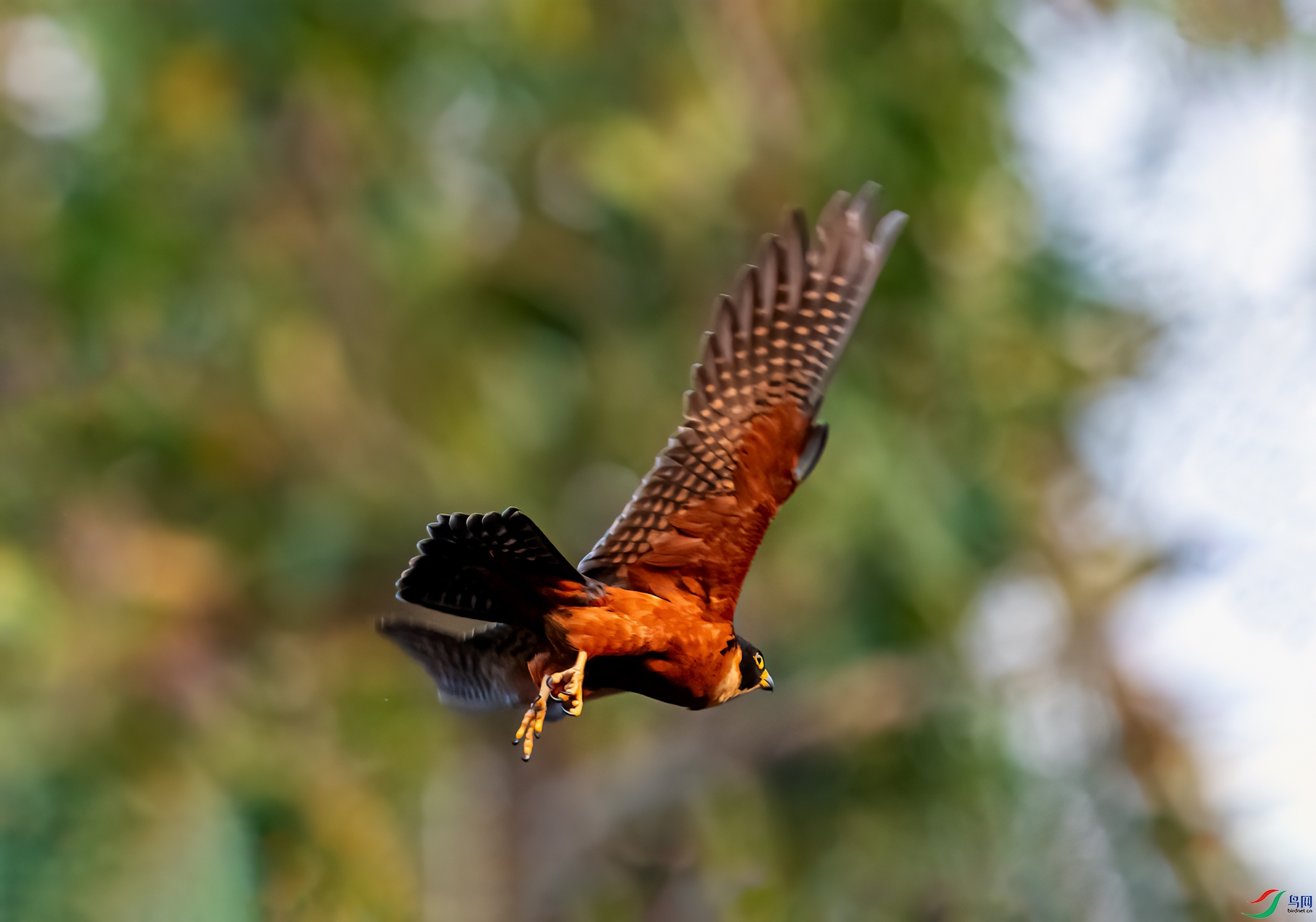 _DSC9604-11.jpg