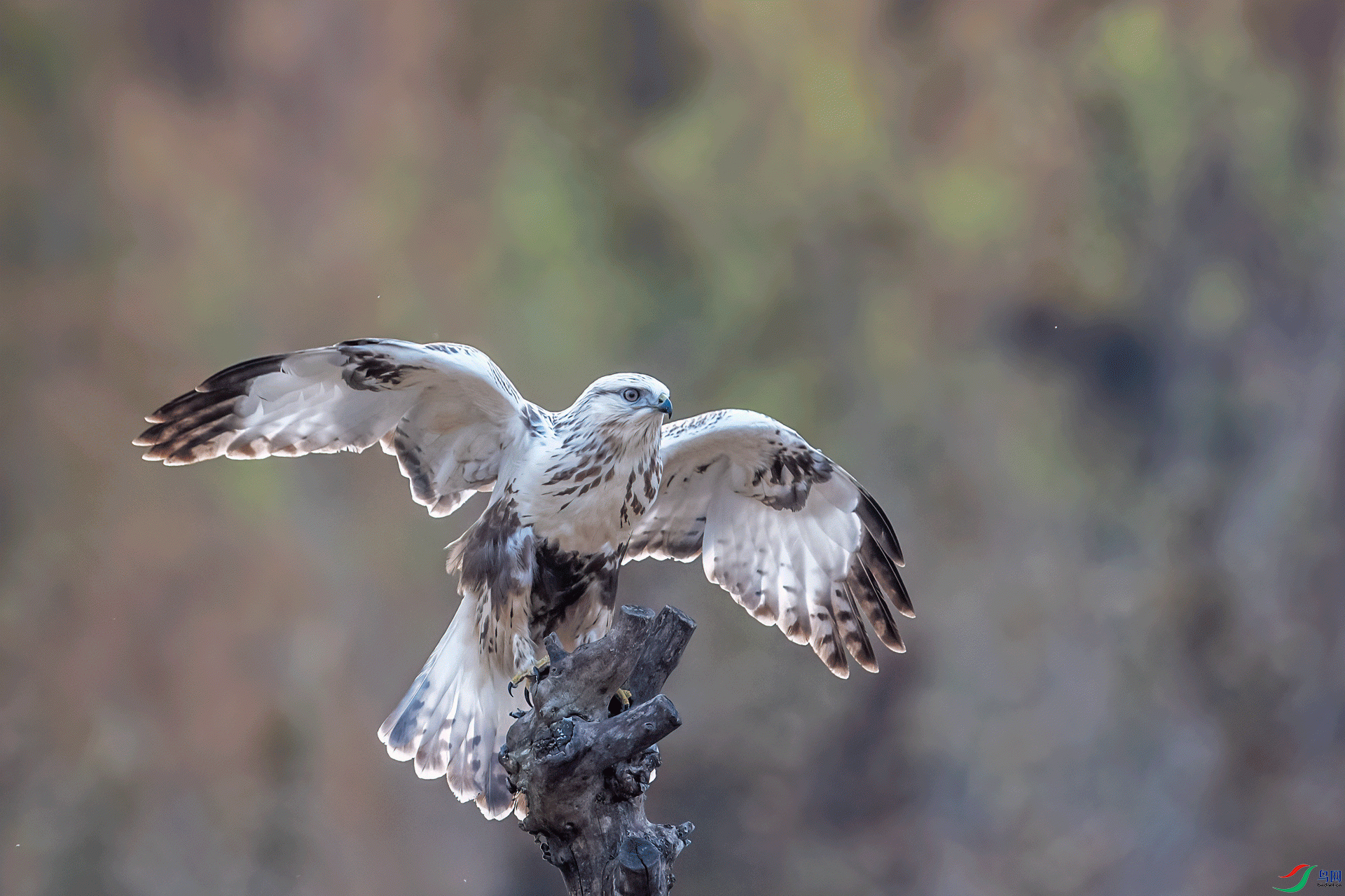 _DSC0383-1.gif