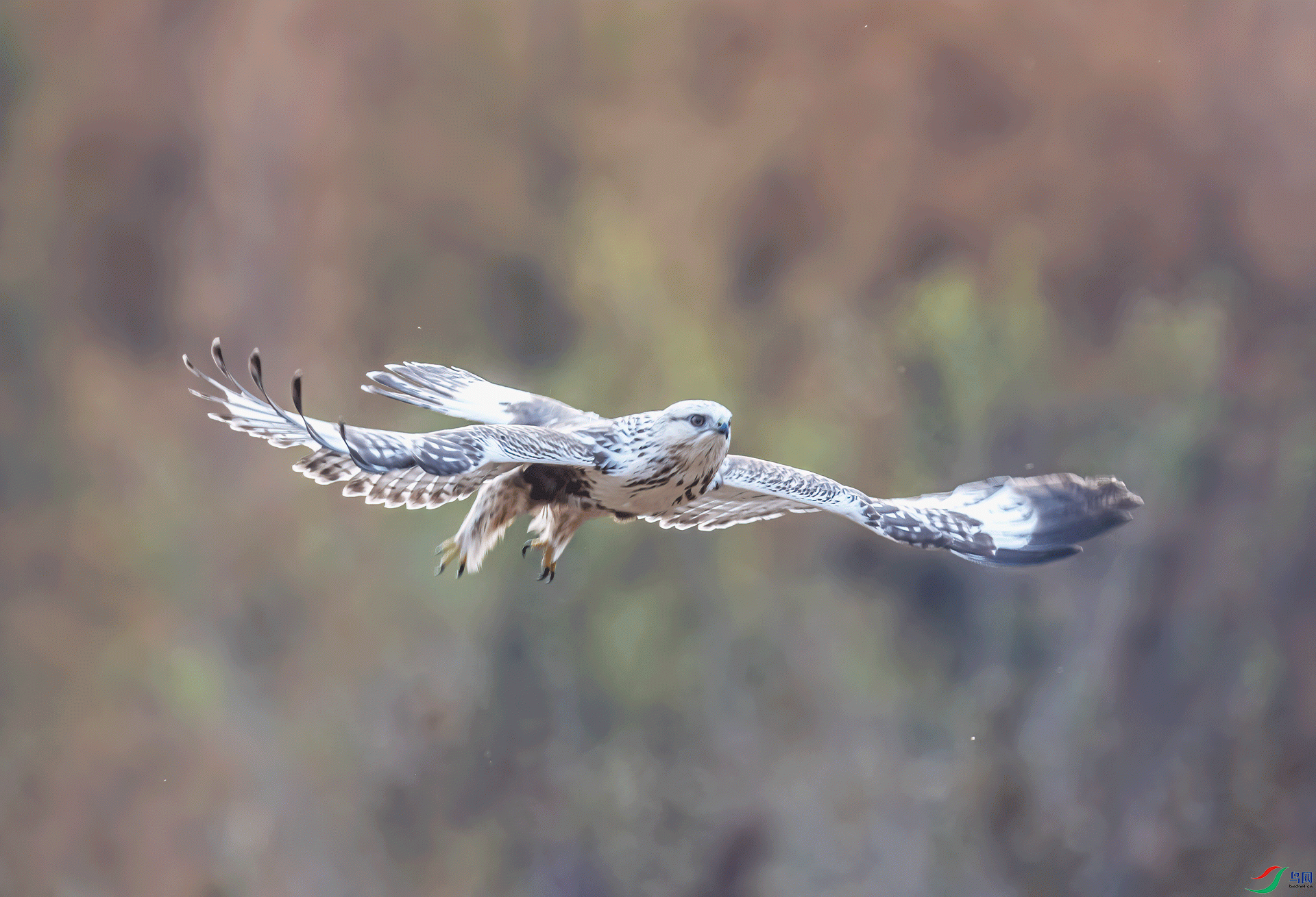 _DSC0413-11.gif