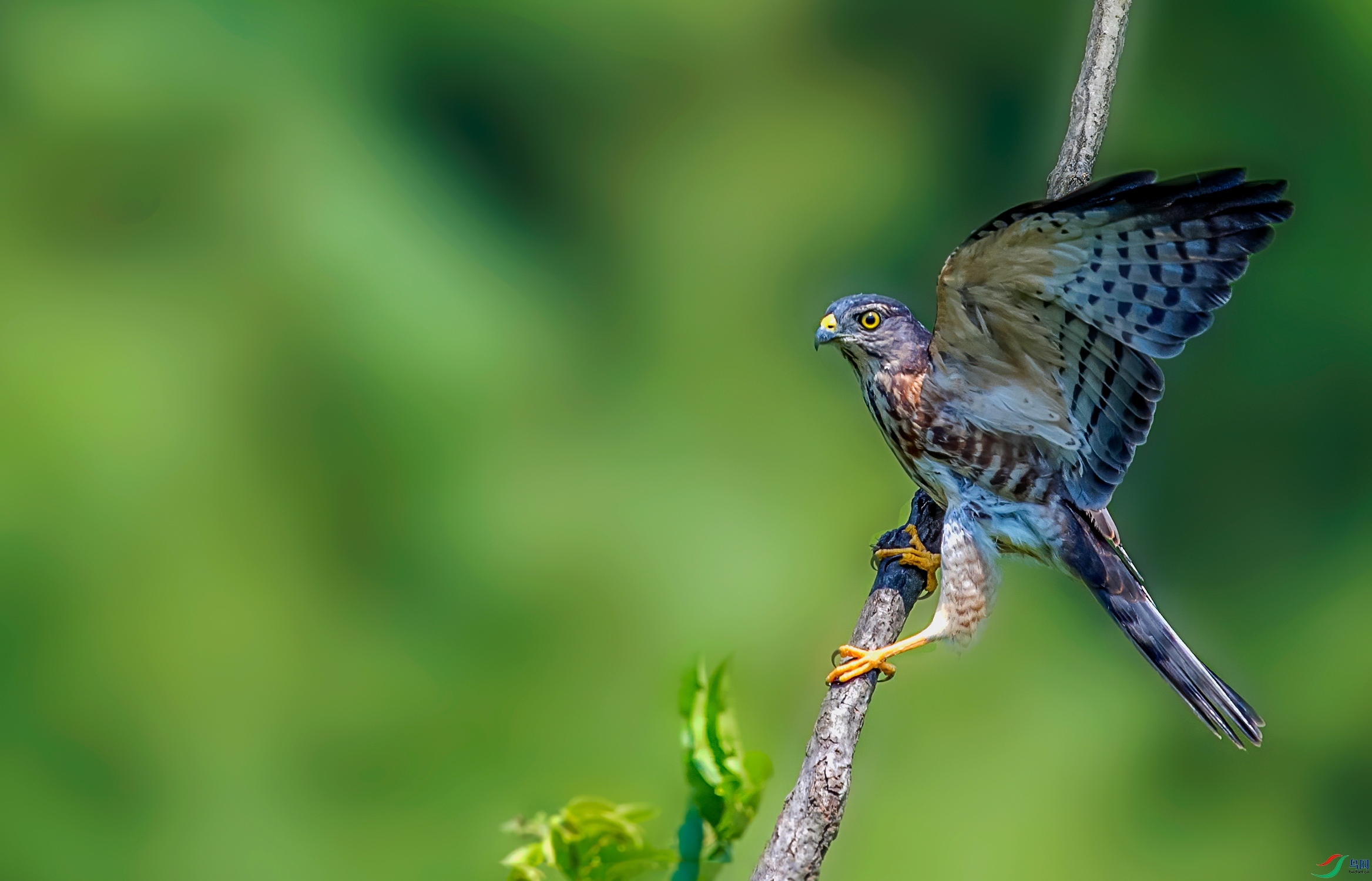 DSC_7400-11.jpg