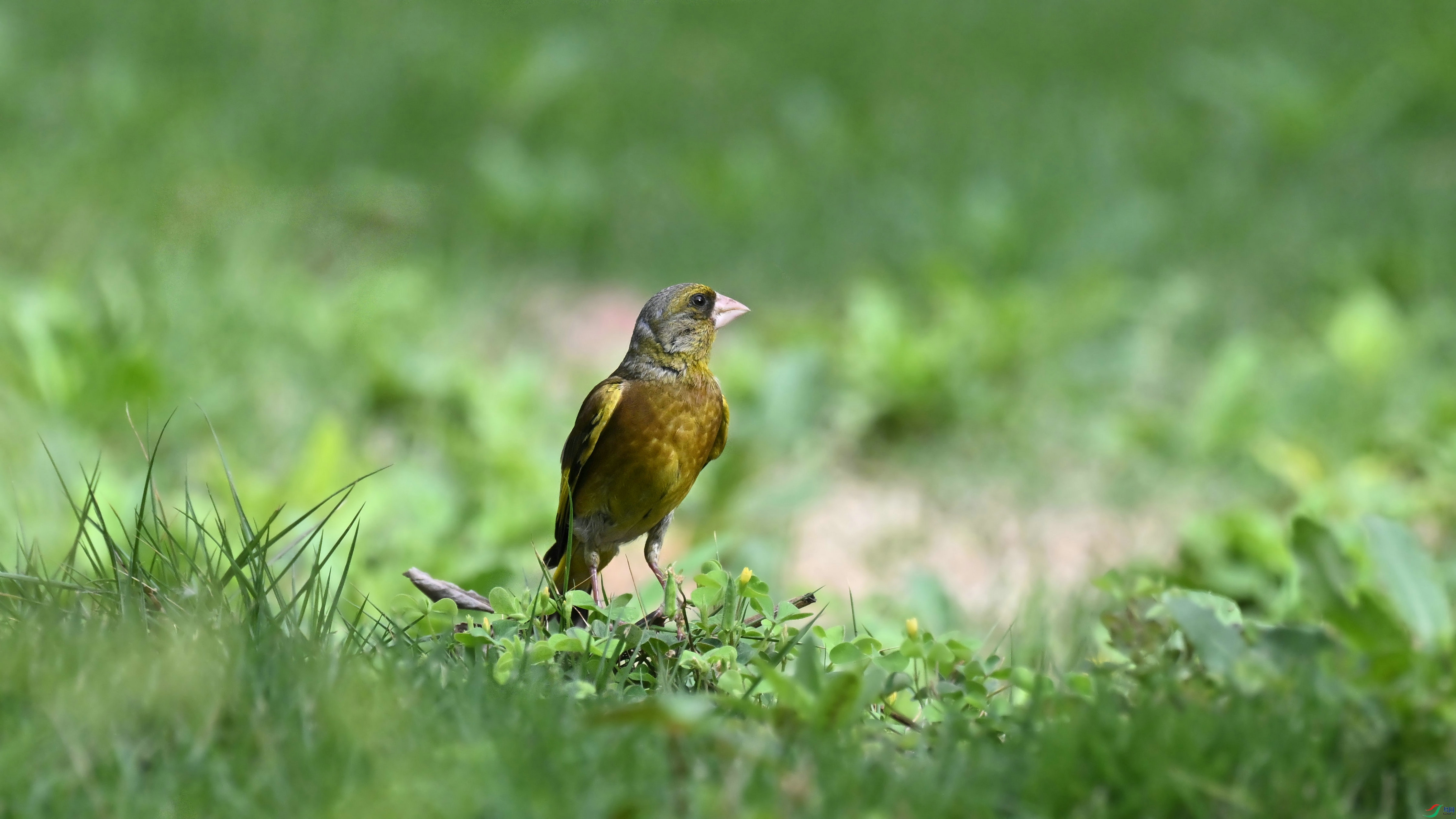 DSC_8001.JPG
