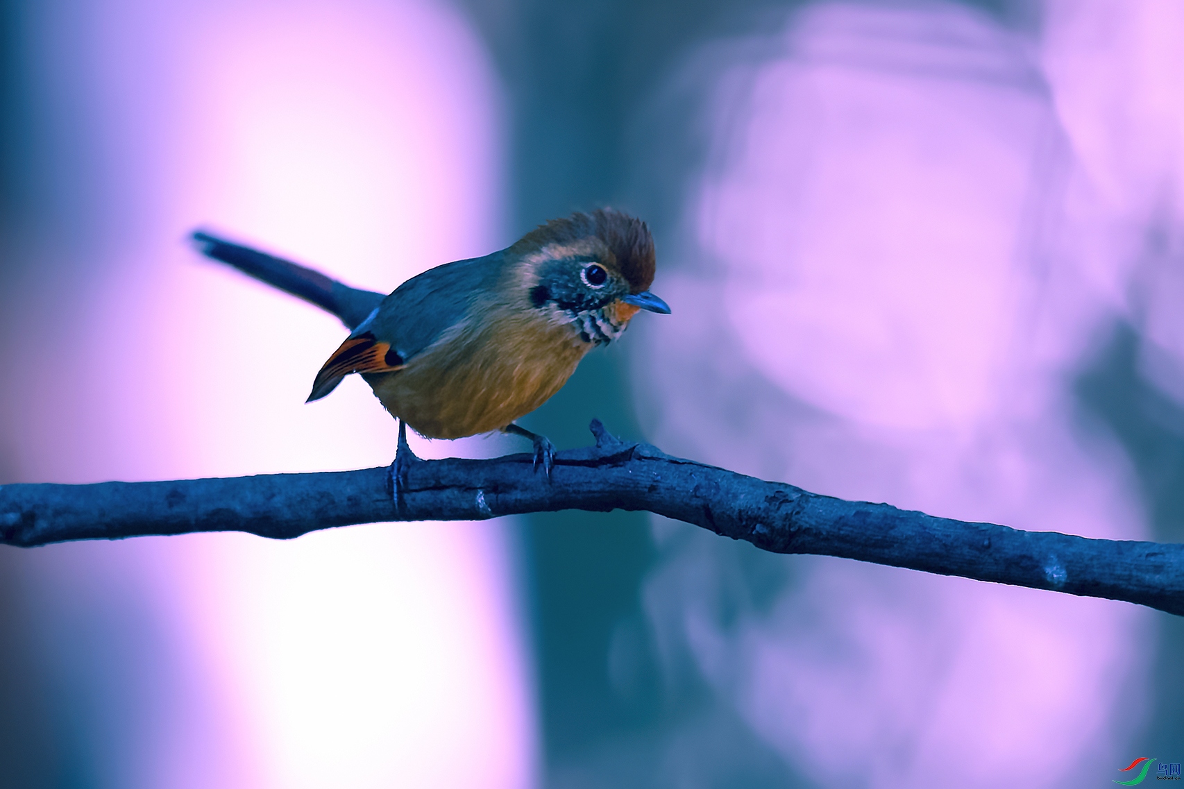 DSC_8080_DxOa.jpg