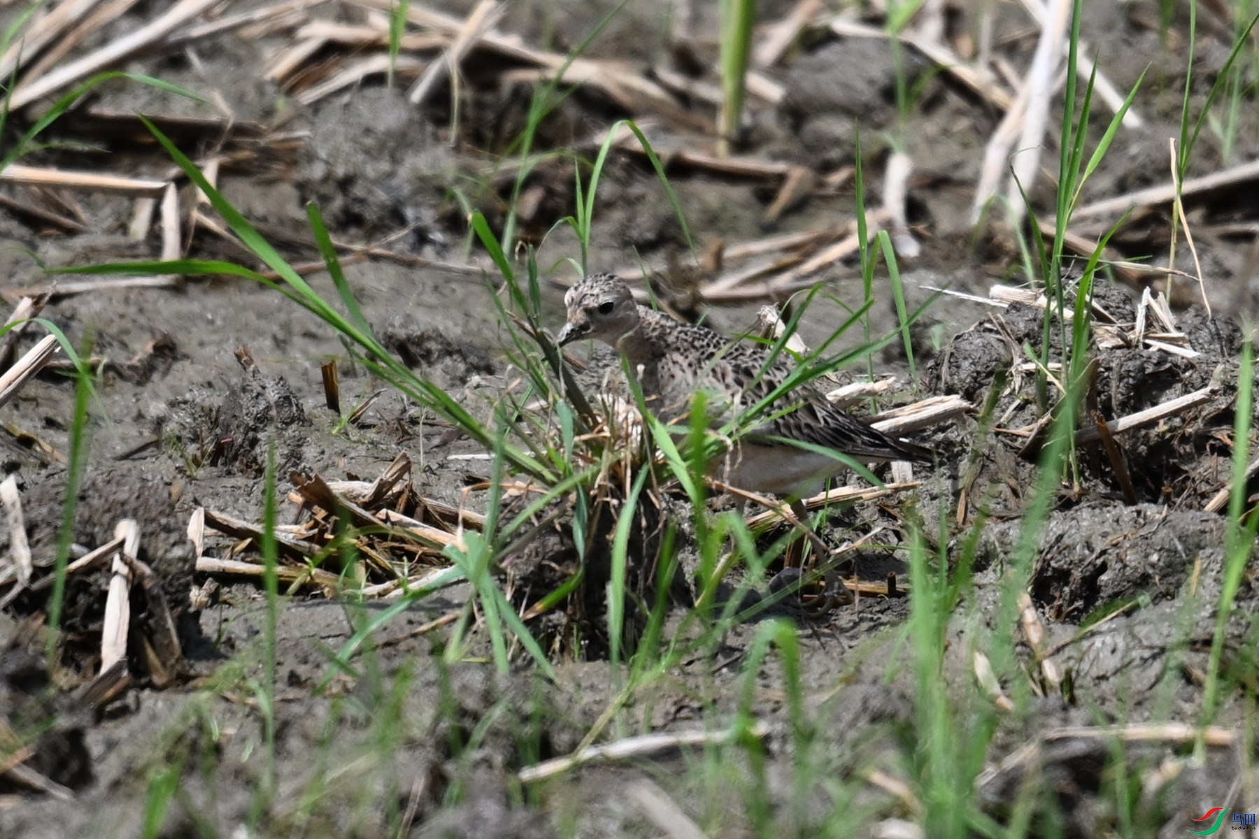 DSC_4834.JPG