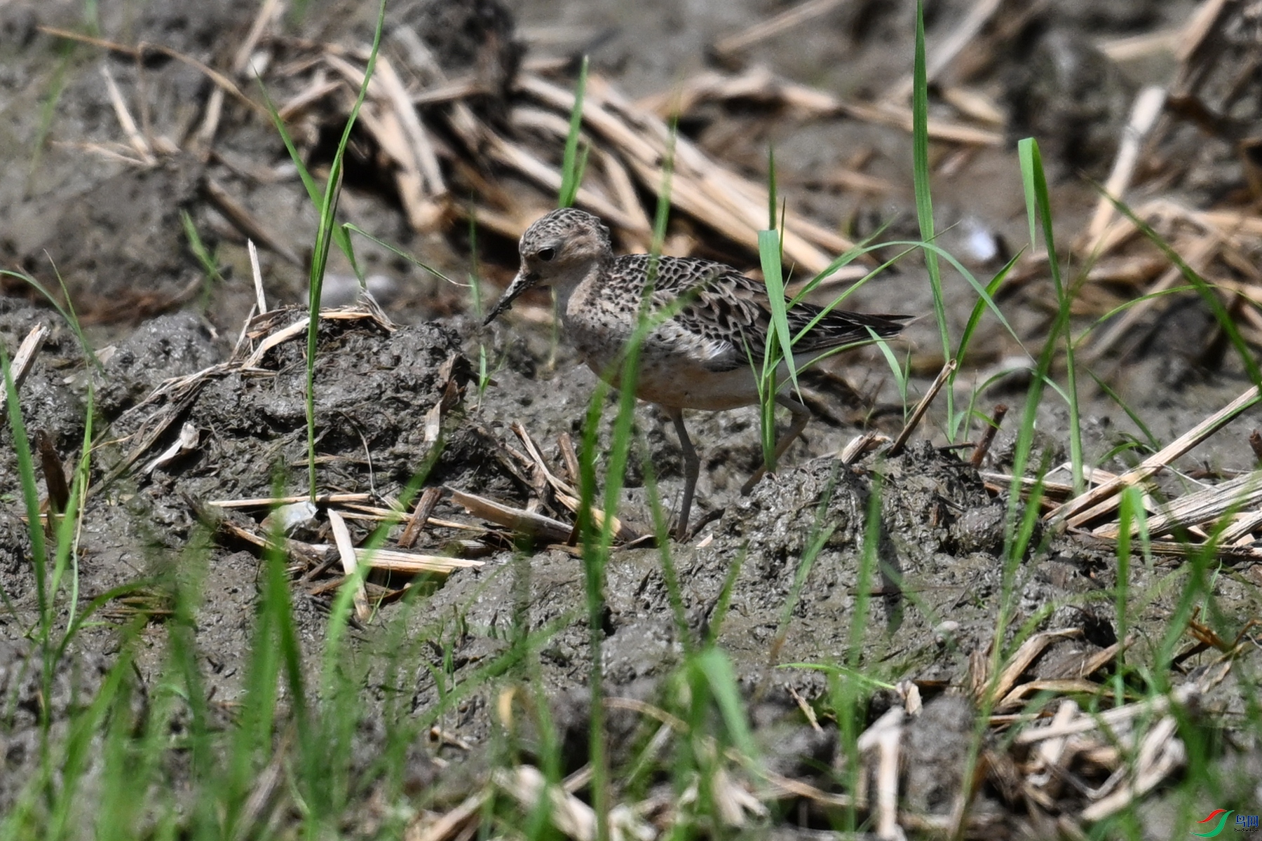 DSC_4838.JPG