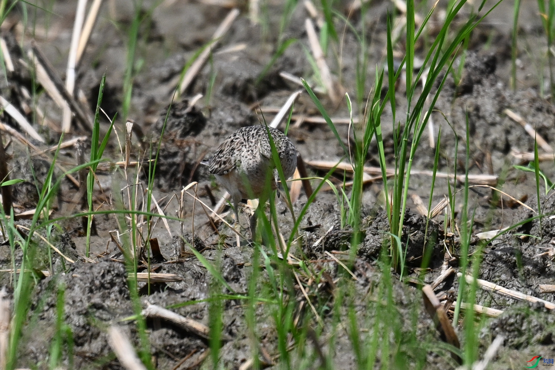 DSC_4864.JPG